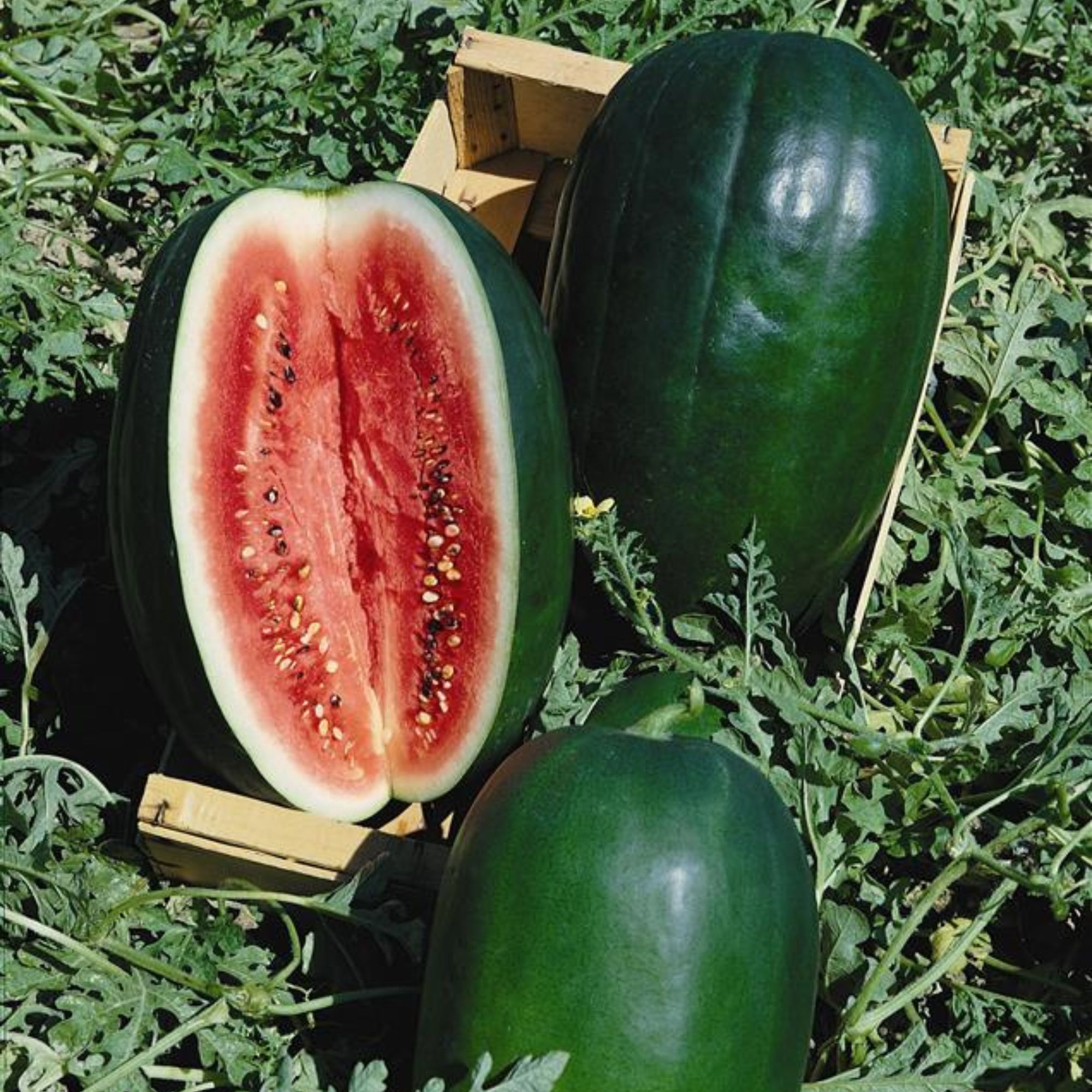 Watermelon, Peacock Improved - 25 Lb ~168k Seeds Bulk - Non-GMO - Buy Non-GMO Citrullus lanatus Farm & Gardening Seeds Online