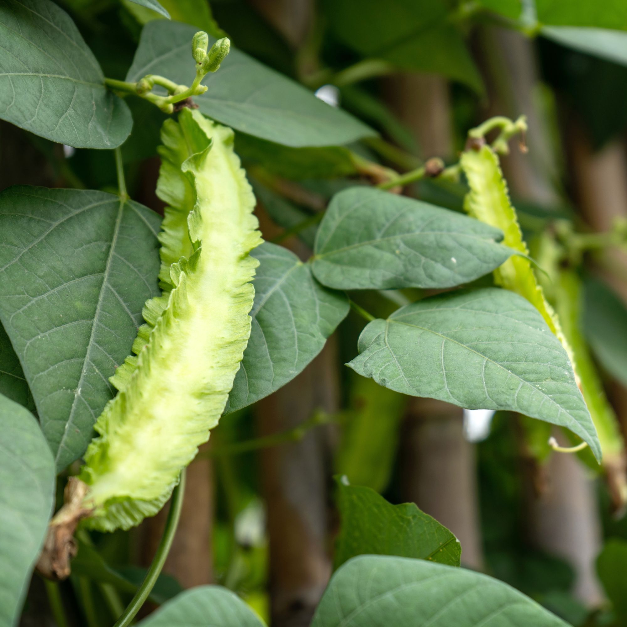 Winged Bean Seeds -1 Lb ~1808 Seeds - Non-GMO, Heirloom - Asian Garden Vegetable