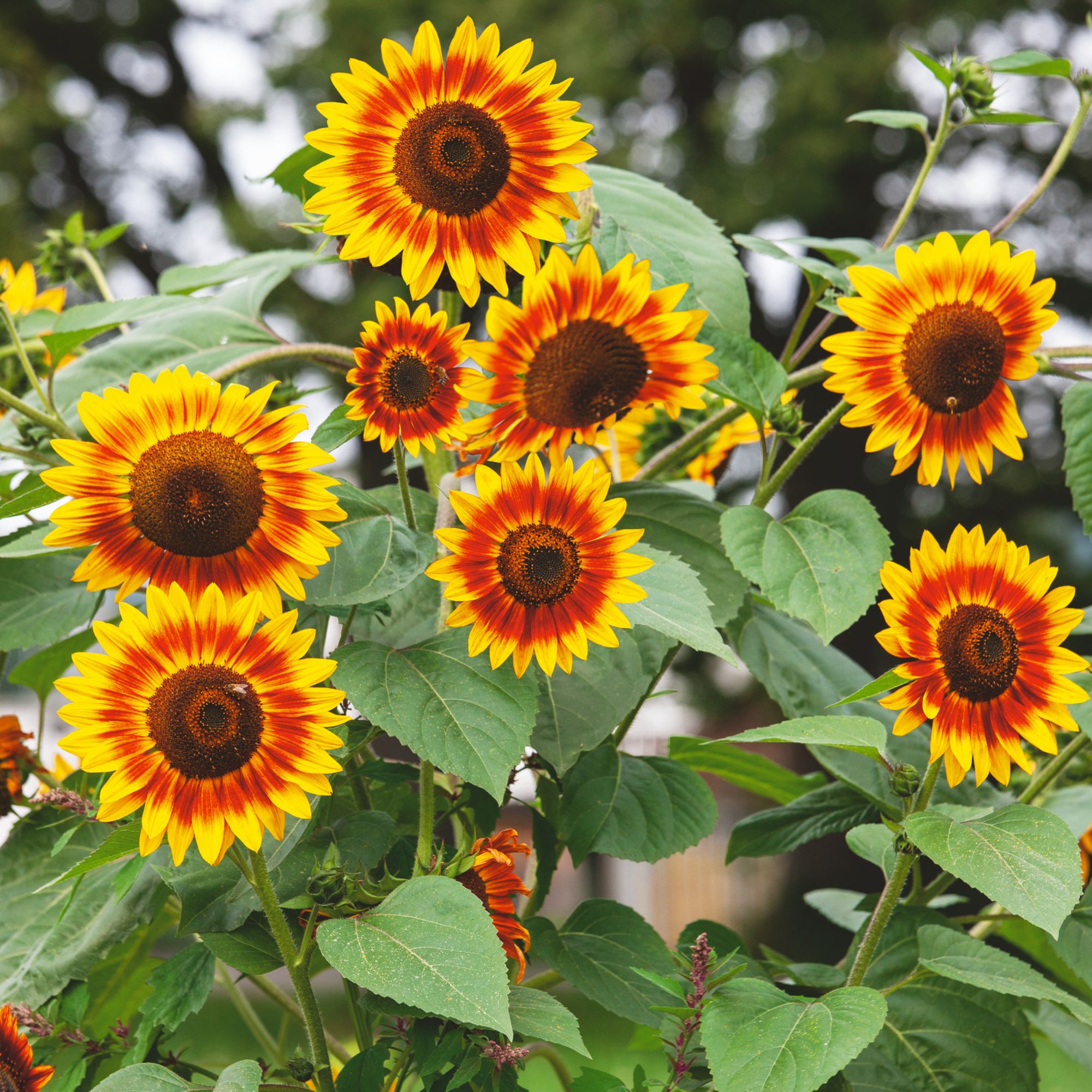 Santa Fe Sunrise F1 Hybrid Sunflower Seeds - 4 Oz - Flower Garden