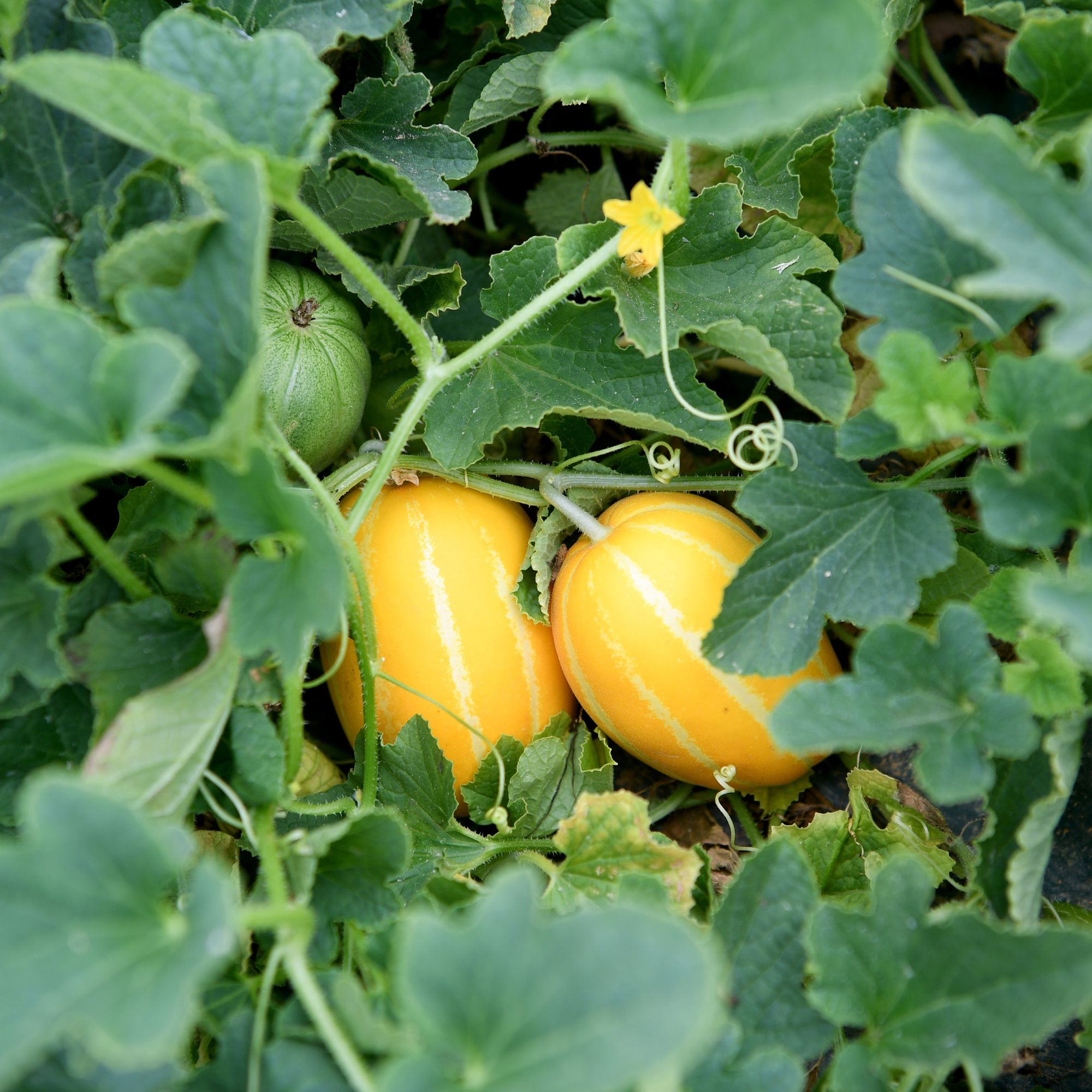 Melon Seeds - Dae Jang Geum - Hybrid -4 Oz ~8400 Seeds - Non-GMO, F1 Hybrid - Asian Garden Fruit