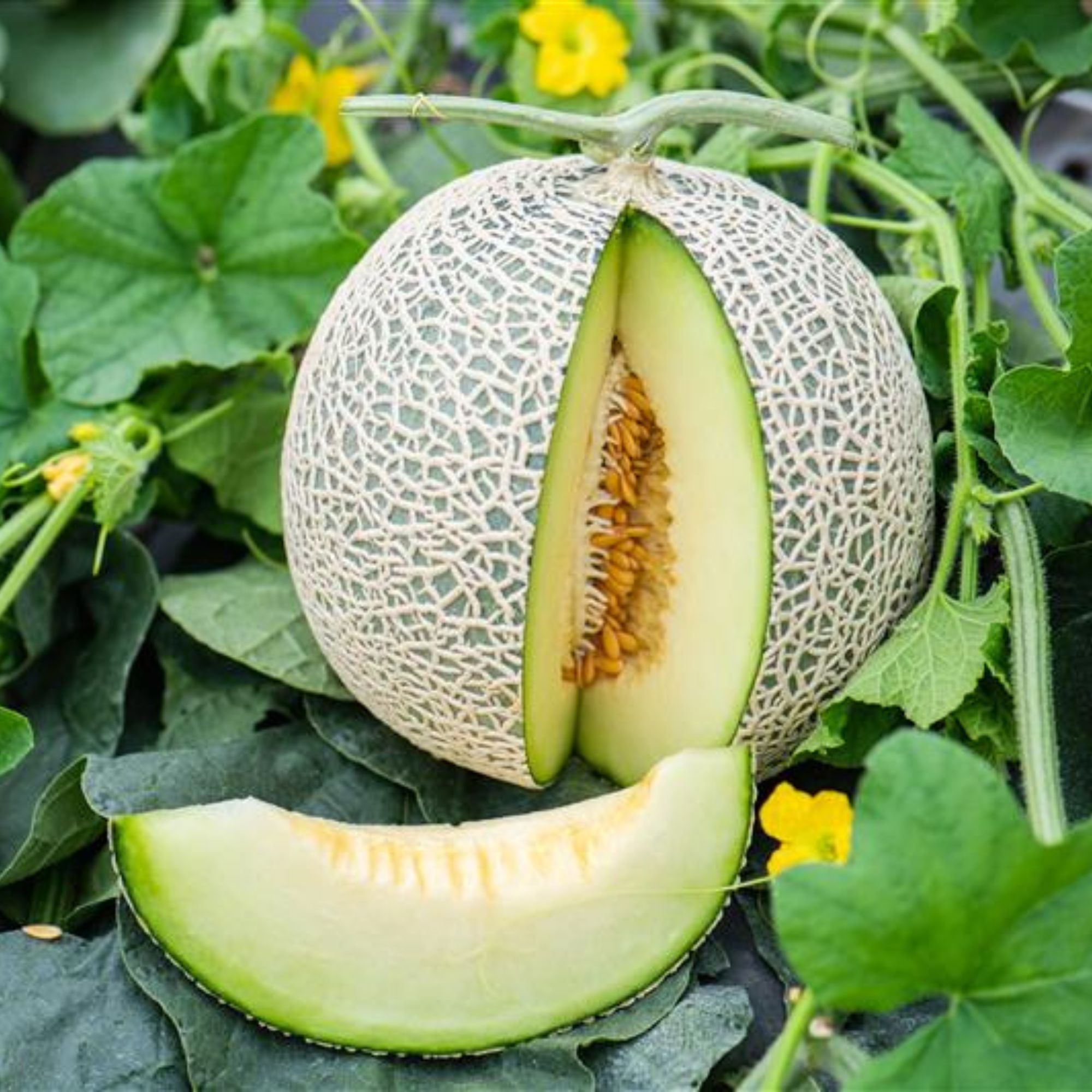 Melon Seeds - Ichiba Kouji - Hybrid -1 Oz ~2800 Seeds - Non-GMO, F1 Hybrid - Asian Garden Fruit