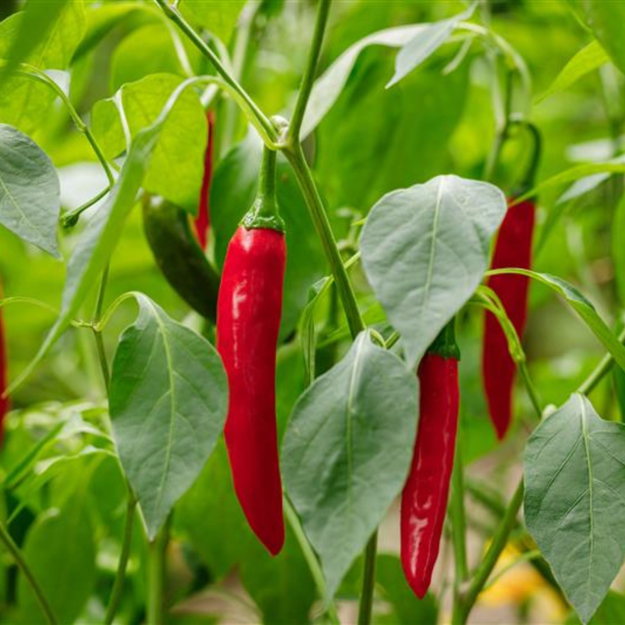 Pepper Seeds - Hot - Korean - Gochujang King - Hybrid -4 Oz ~12000 Seeds - Non-GMO, F1 Hybrid - Asian Garden Vegetable