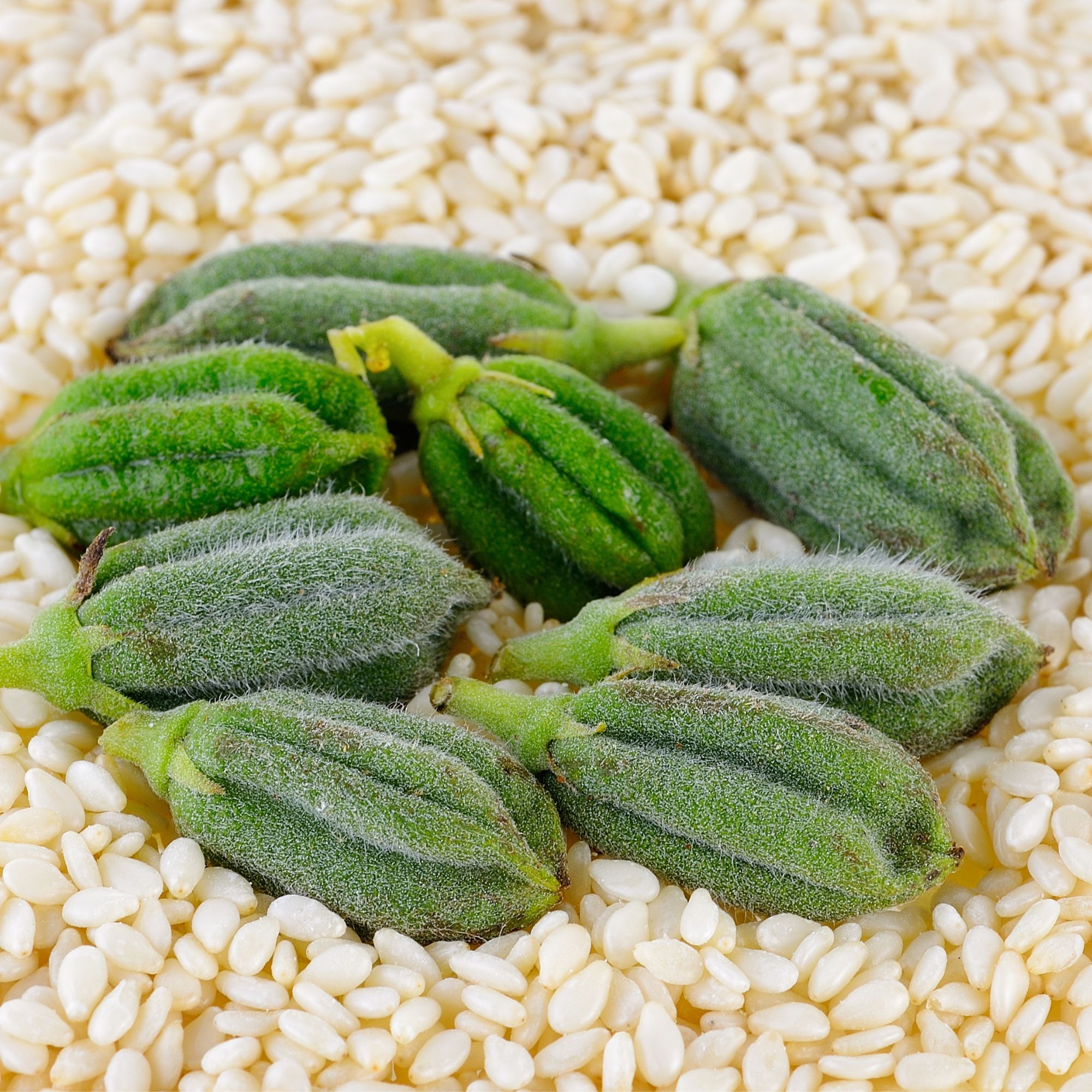 Sesame Seeeds - White - Shirogoma -1 Oz ~12600 Seeds - Non-GMO, Heirloom - Specialty Seeds