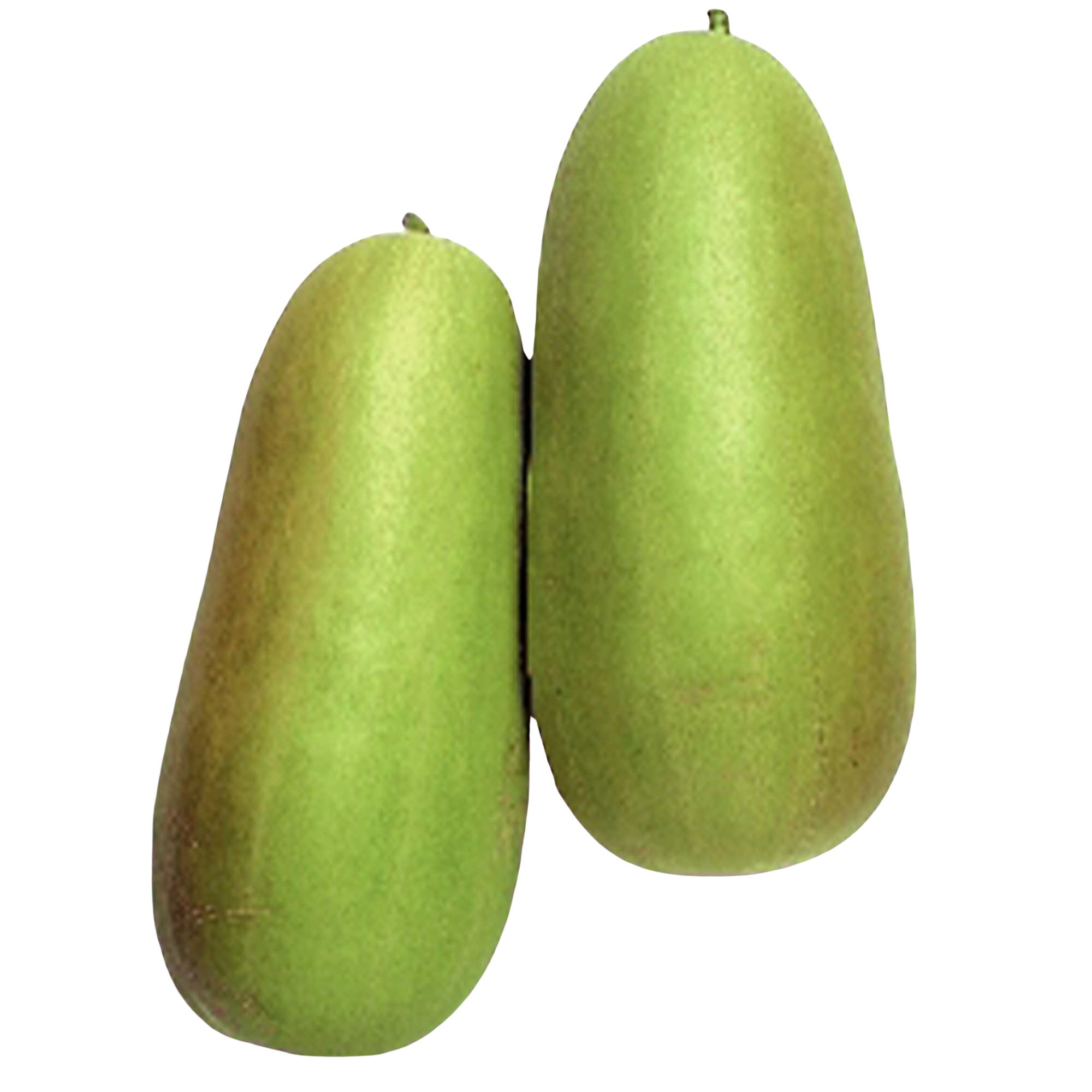 Pickling Melon Seeds - Oshiro Uri Numane -0.5 g Packet ~25 Seeds - Non-GMO, Heirloom - Asian Garden Fruit