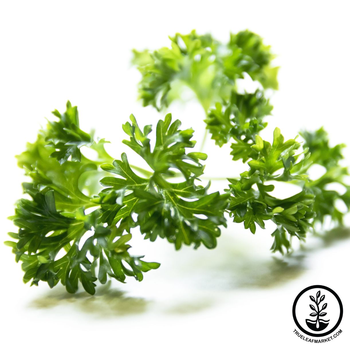 Parsley, Evergreen - .25 Oz ~375 Seeds - Culinary Herb & Microgreens - Buy Non-GMO Petroselinum crispum Farm & Gardening Seeds O