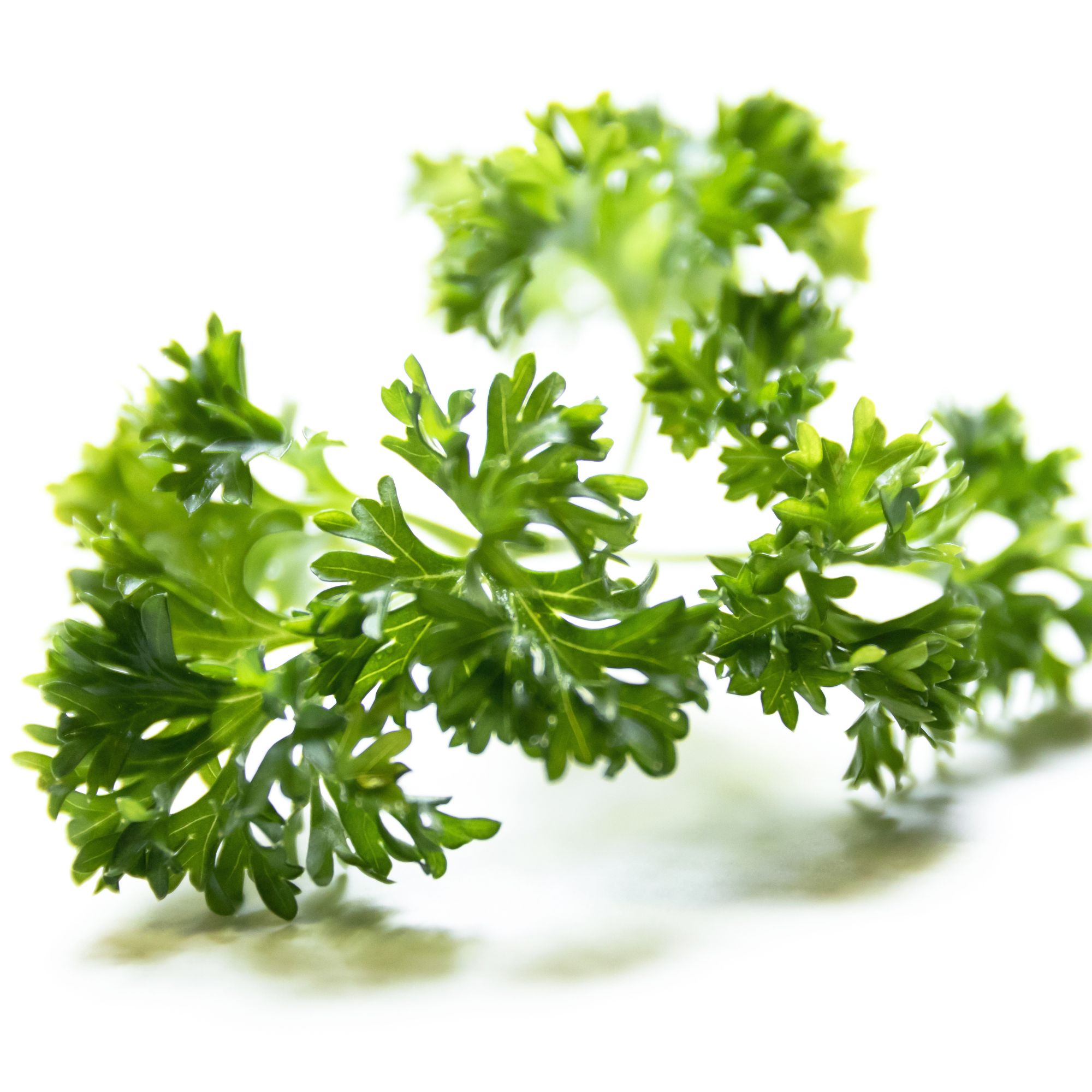 Parsley, Evergreen - 4 Oz ~6,000 Seeds - Herb Seeds for Planting - Buy Non-GMO Petroselinum crispum Farm & Gardening Seeds Onlin