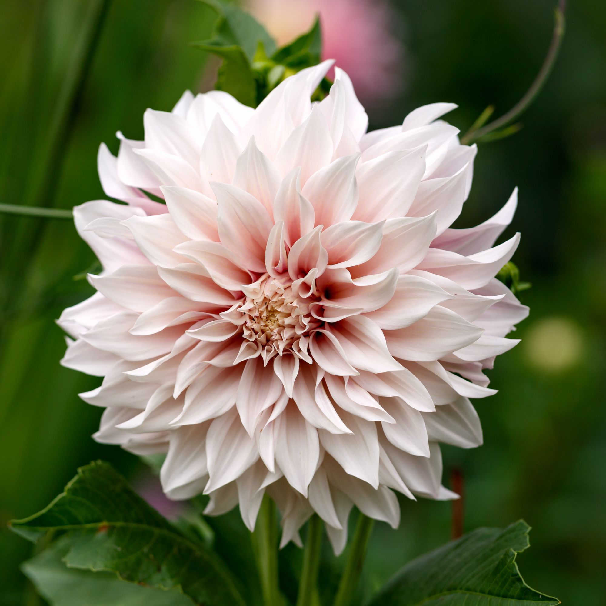 Dahlia Bulbs - Cafe Au Lait - 2Bulbs - Buy Non-GMO Dahlia Farm & Gardening Bulbs Online - Bulb - Best Supplier - Spring Bulb - G
