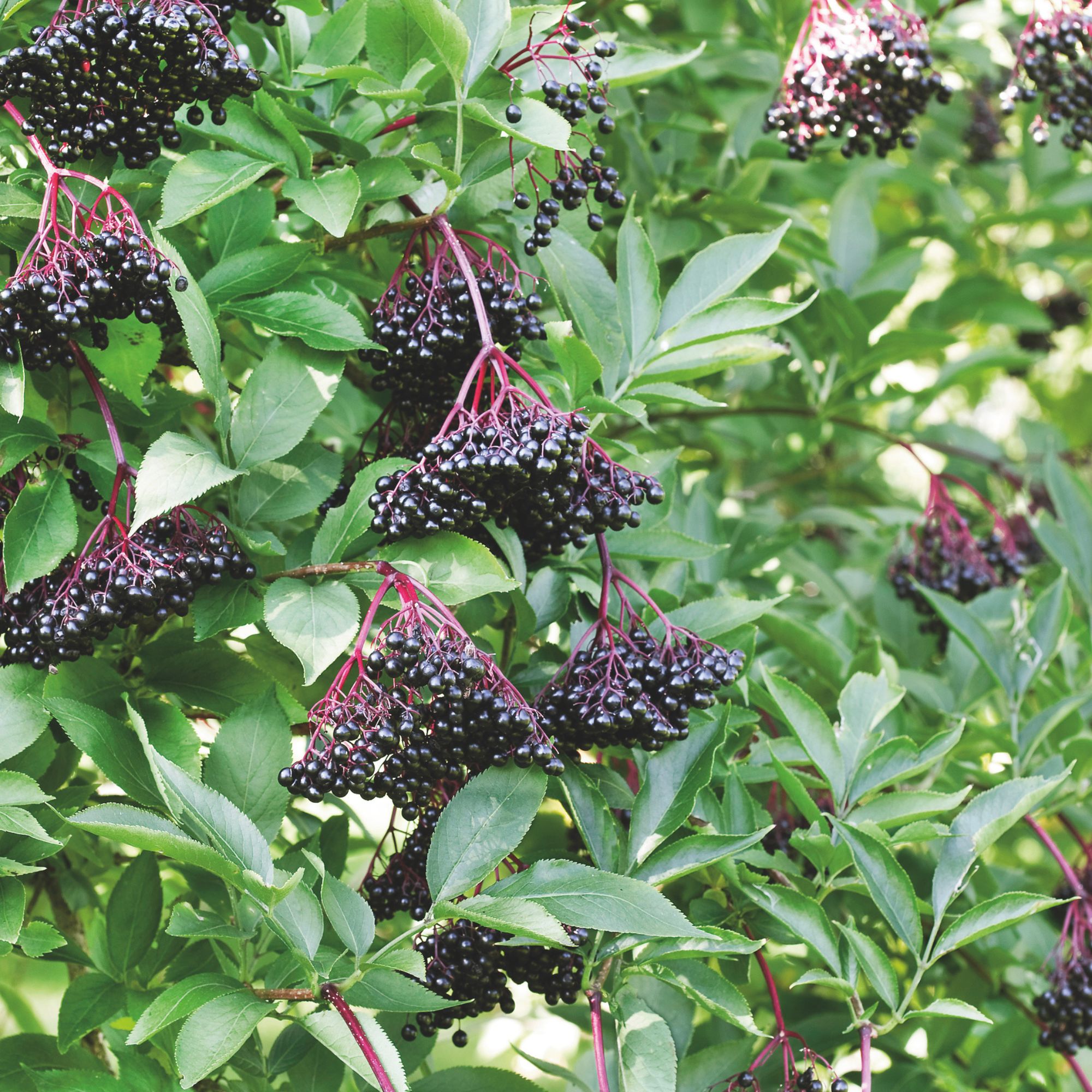 Elderberry Roots - 1 Pack- Buy Non-GMO Sambucus canadensis Farm & Gardening Roots Online - Spring Roots - Bulk Available - Best 