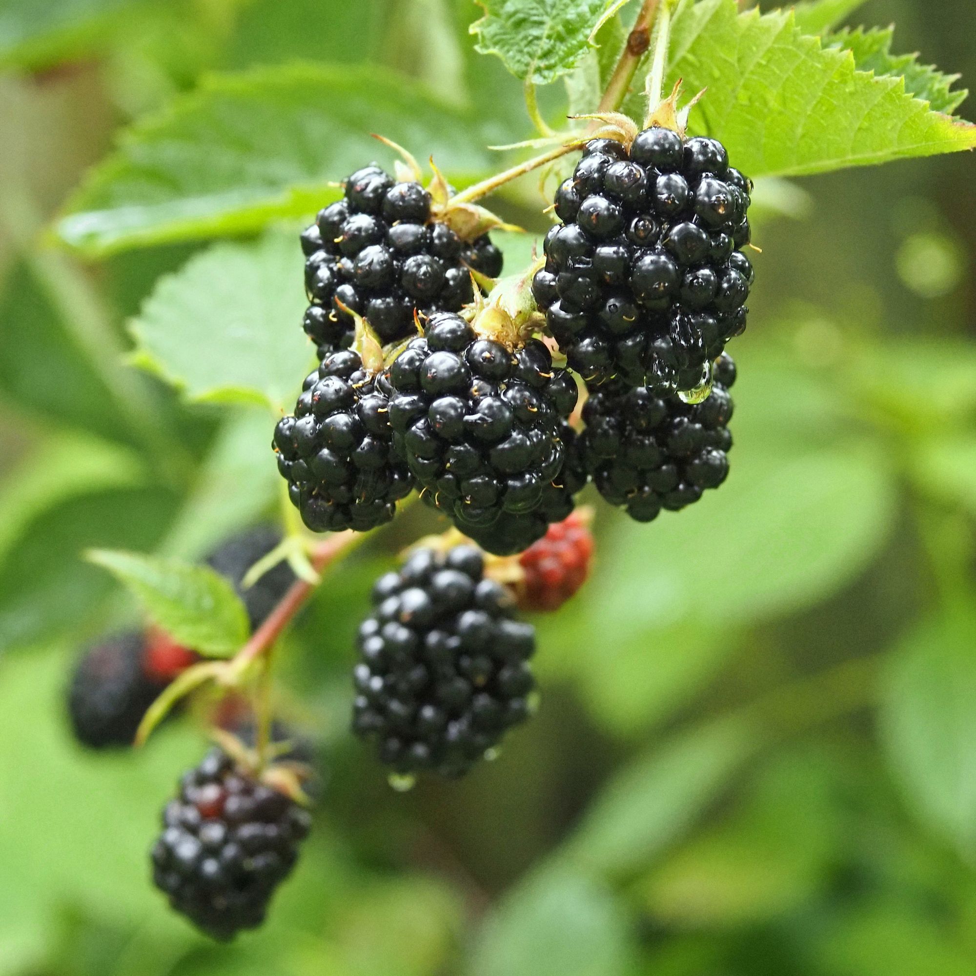 Blackberry Roots - Chester - 1Pack- Buy Non-GMO Rubus fruticosus Farm & Gardening Roots Online - Spring Roots - Bulk Available -