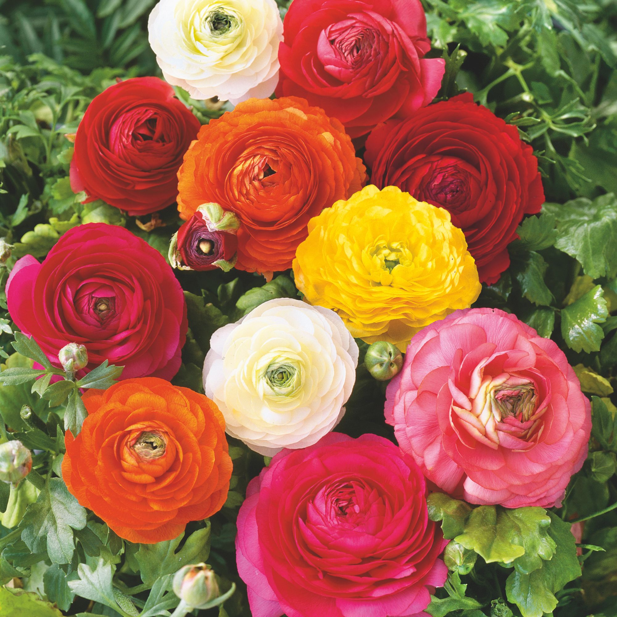 Ranunculus Bulbs - Aviv Mix - 10 Pack - Buy Non-GMO Ranunculus asiaticus Farm & Gardening Bulbs Online - Best Supplier - Spring 