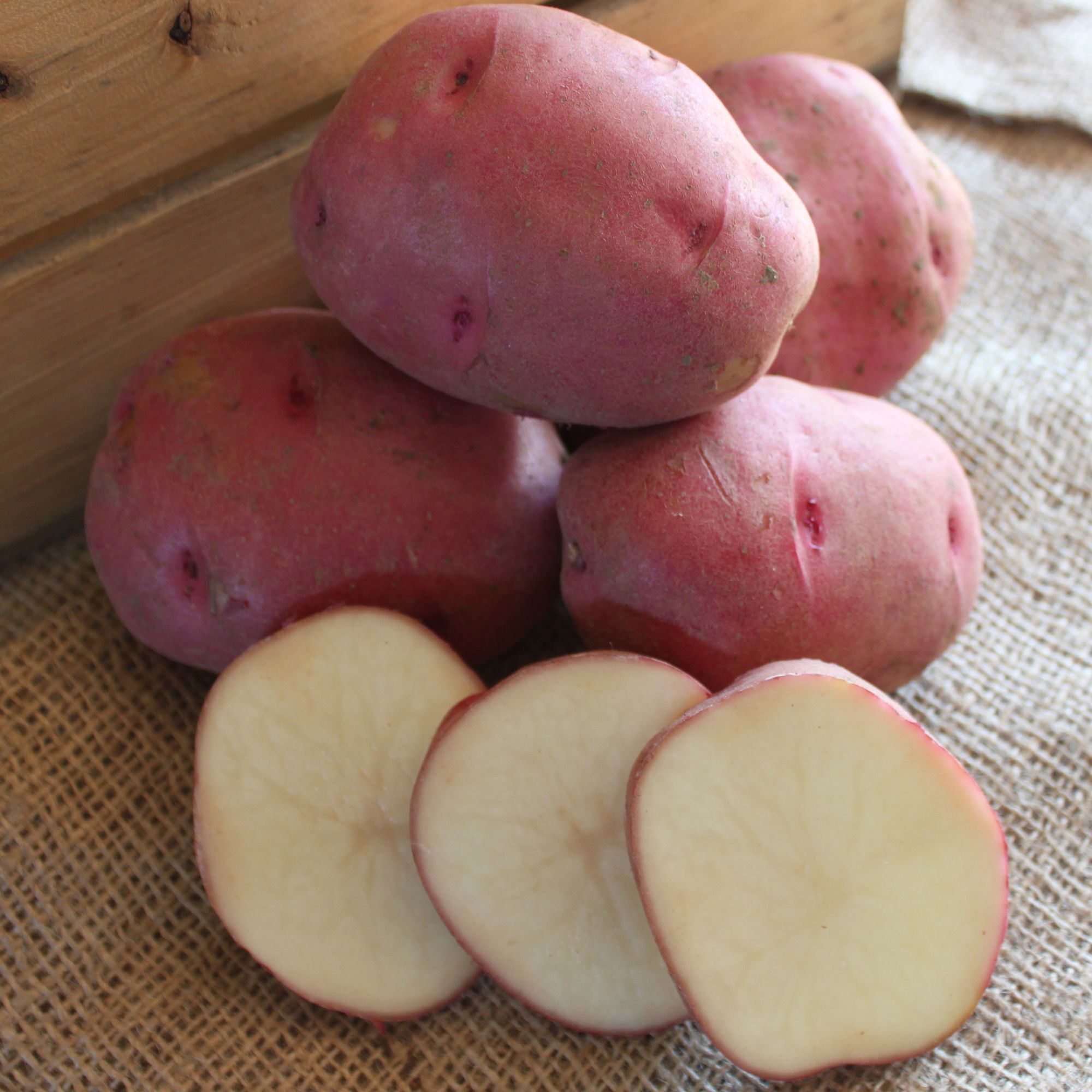 Potato - Red Norland - Organic - 2 lb - Solanum tuberosum - Live Potato Sets for Spring Planting - Non-GMO, Open Pollinated - Gr
