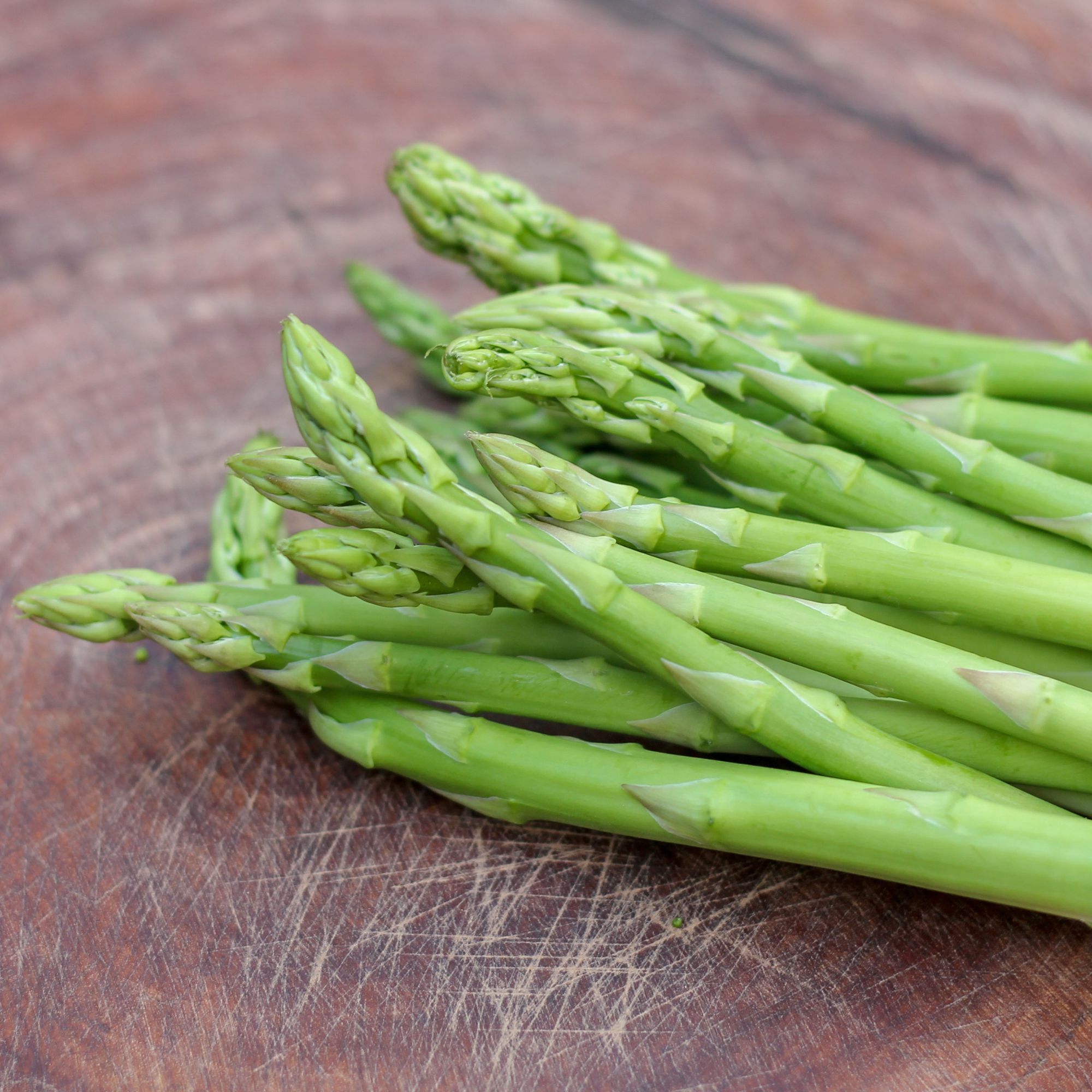 Asparagus Crowns - Millenium - 10 Pack - Buy Non-GMO Asparagus officinalis Farm & Gardening Roots Online - Roots - Best Roots Su