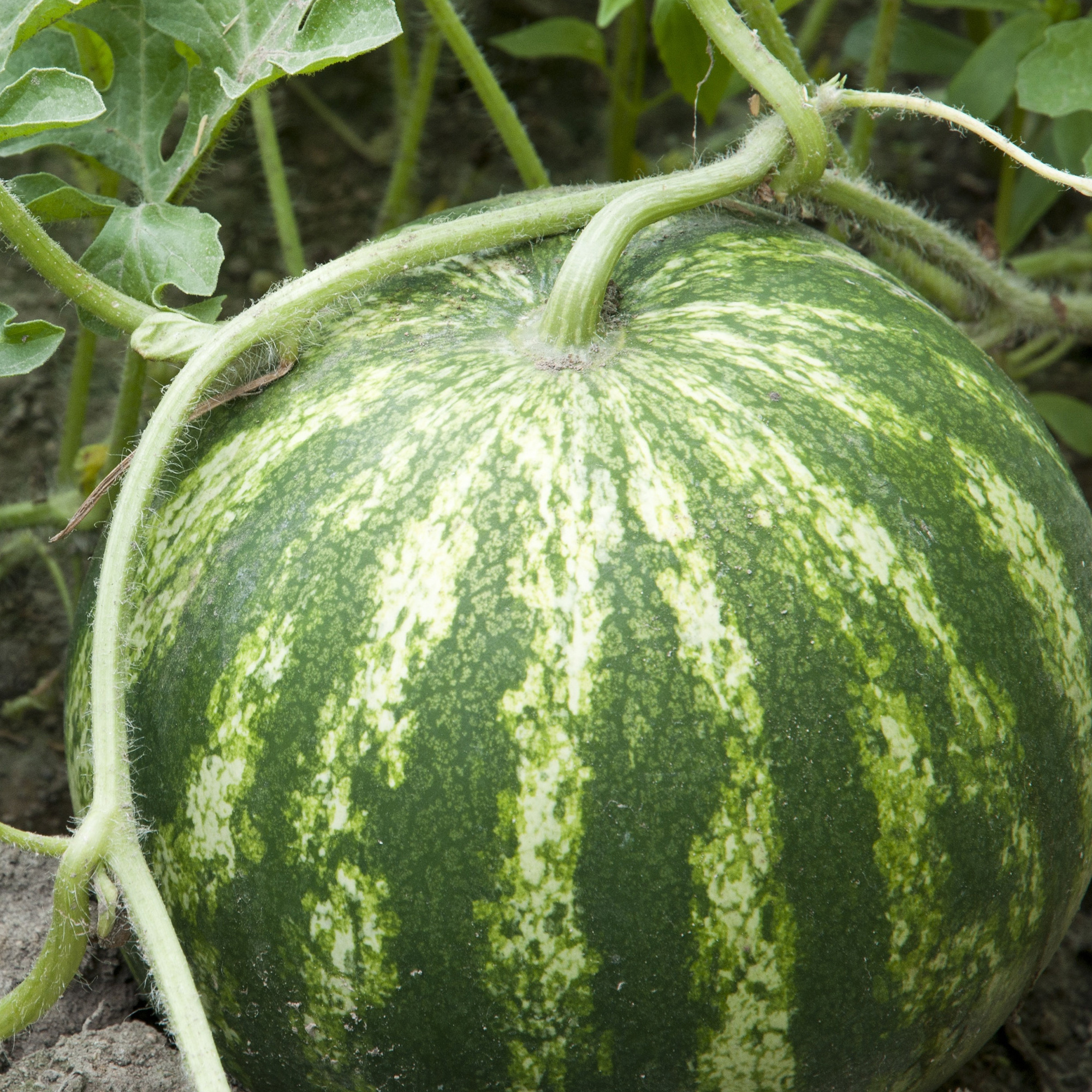 Watermelon Seeds - Triple Gold Hybrid - 1lb - Buy Non-GMO Citrullus lanatus Farm & Gardening Seeds Online - Bulk Available - Hig