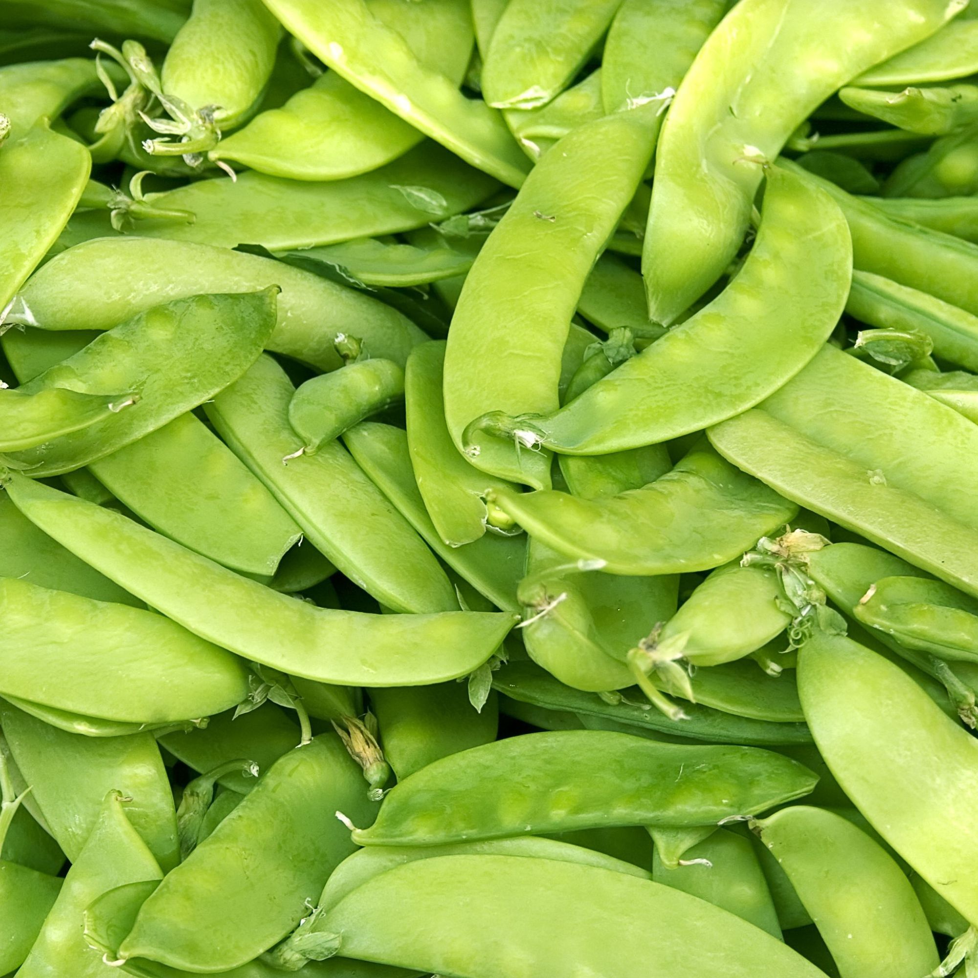 Organic Taiwan Sugar Pea Seeds - 5 LB Bulk ~10,000 -Farm & Garden - Buy Non-GMO Pisum sativum Farm & Gardening Seeds Online