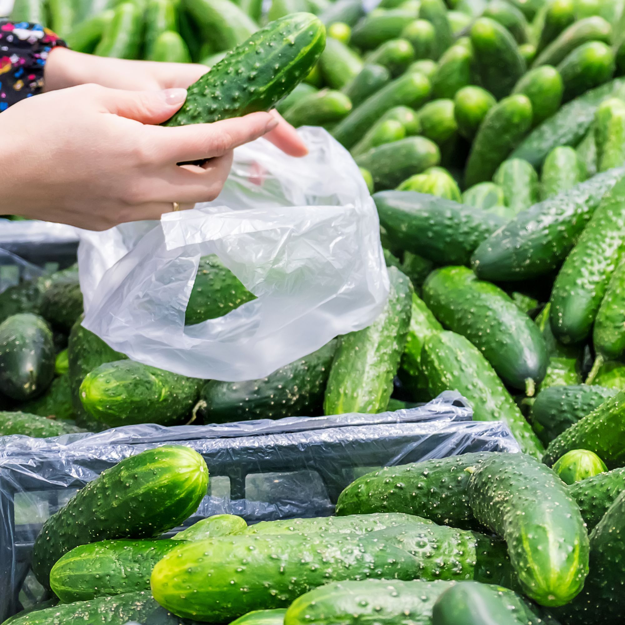 Organic Marketmore 76 Cucumber Seeds - 1 LB ~15,000 - Vegetable Garden - Buy Non-GMO Cucumis sativus Farm & Gardening Seeds Onli