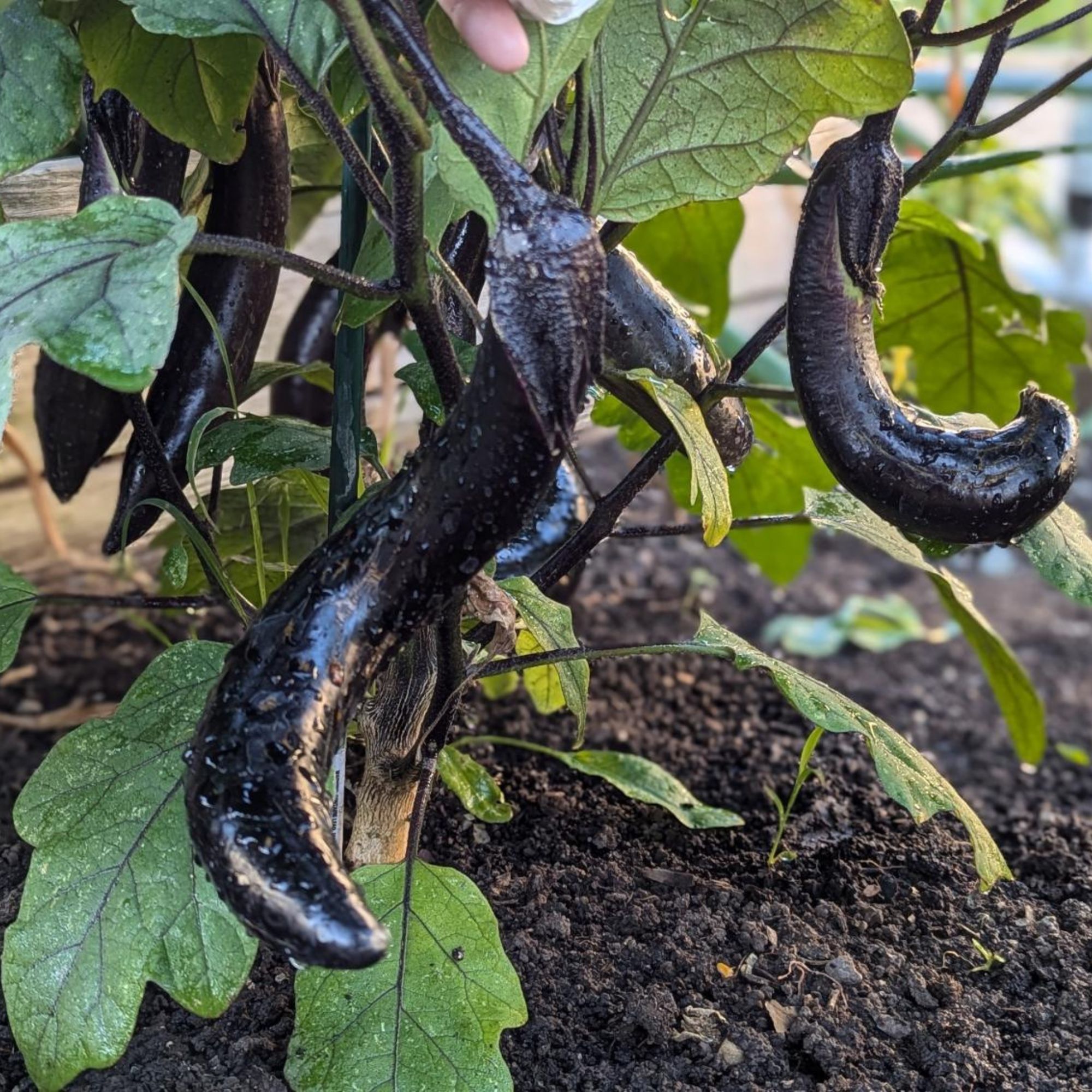 Eggplant Seeds - Kurume Long -1 Lb ~104000 Seeds - Non-GMO, Heirloom - Asian Garden Vegetable