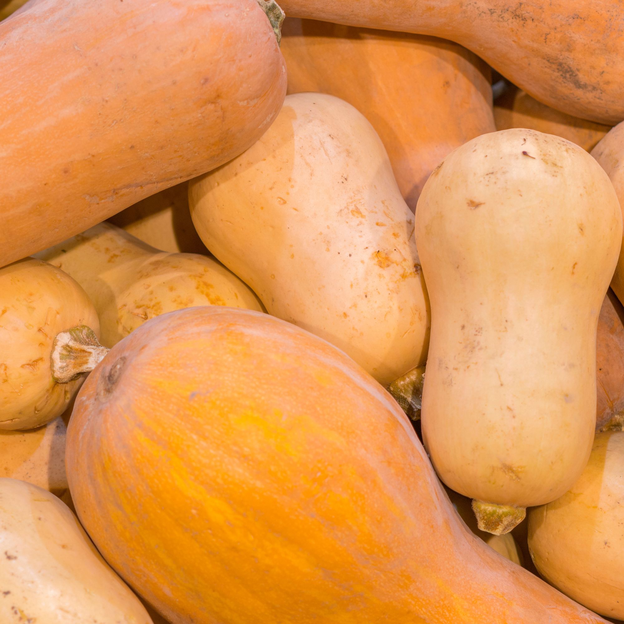 Bugle Winter Squash Seeds - 1 Oz - Vegetable Gardening - Non-GMO