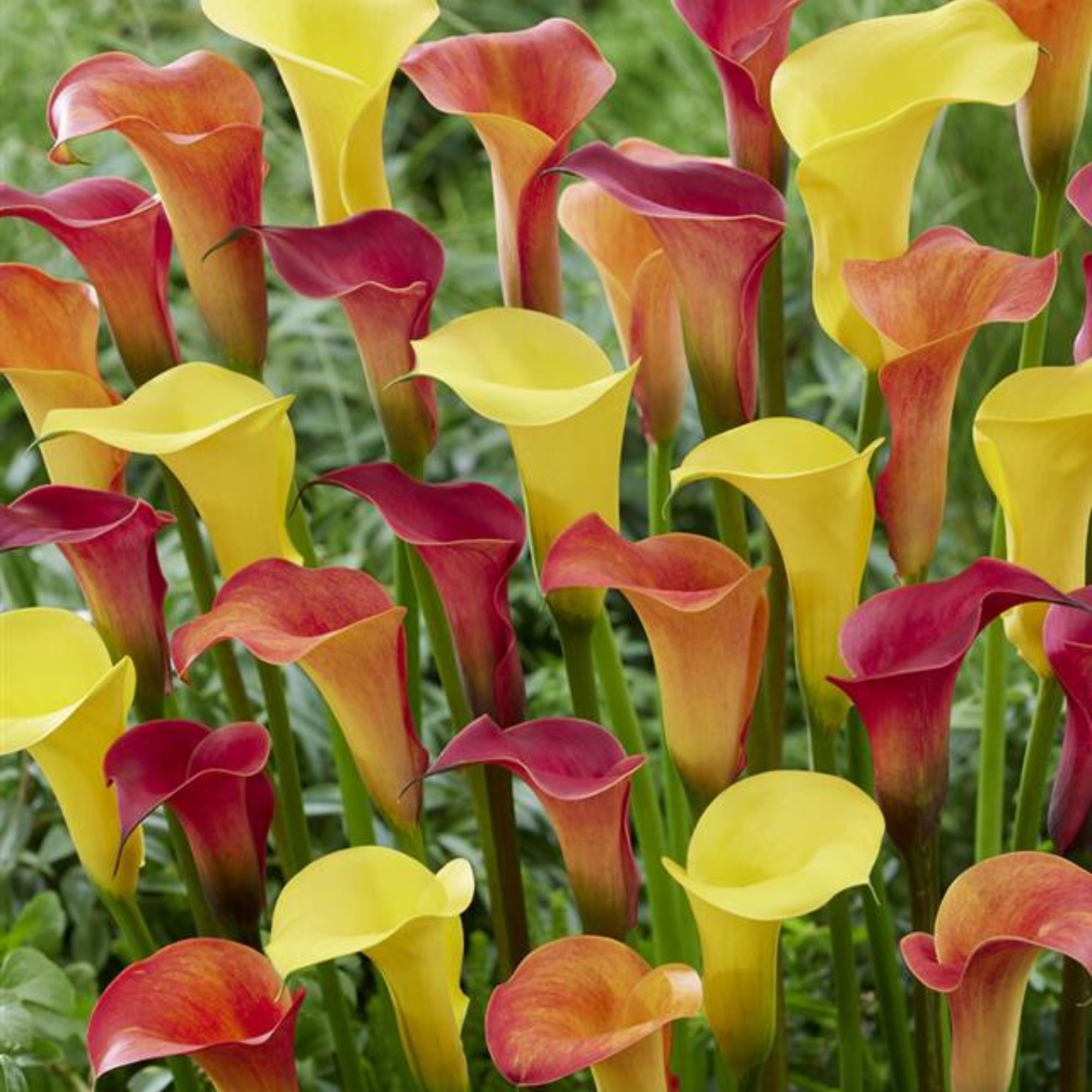 Calla Lily Bulbs - Tequila Sunrise Blend - 3Pack - Buy Non-GMO Zantedeschia Farm & Gardening Bulbs Online - Best Supplier - Spri