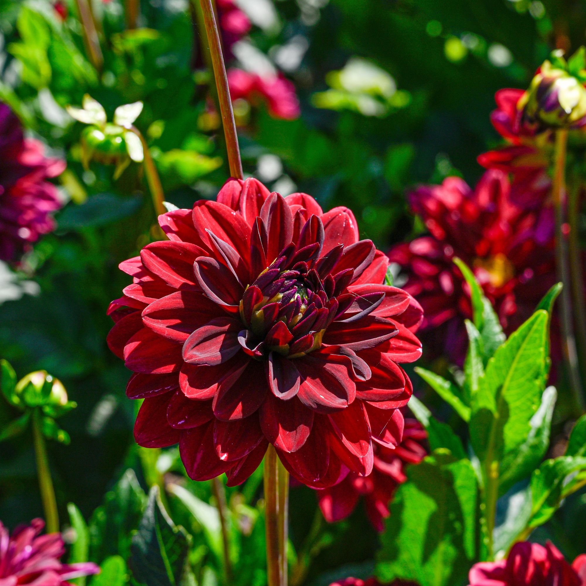Dahlia Flower Bulbs - Arabian Night - Set of 2 Tuber Bulbs - Red - Non-GMO Hybrid Flower Starts for Spring Planting - Grow Garde