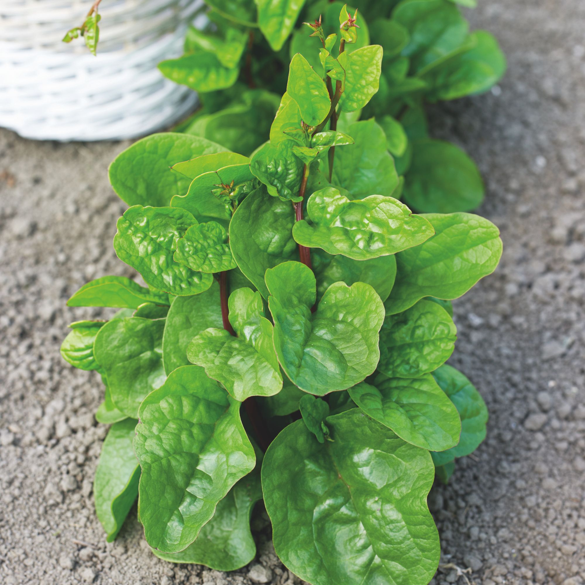 Malbar Spinach Seeds - Big Round Leaf -5 Lb Bulk ~64000 Seeds - Non-GMO, Heirloom - Vegetable Garden