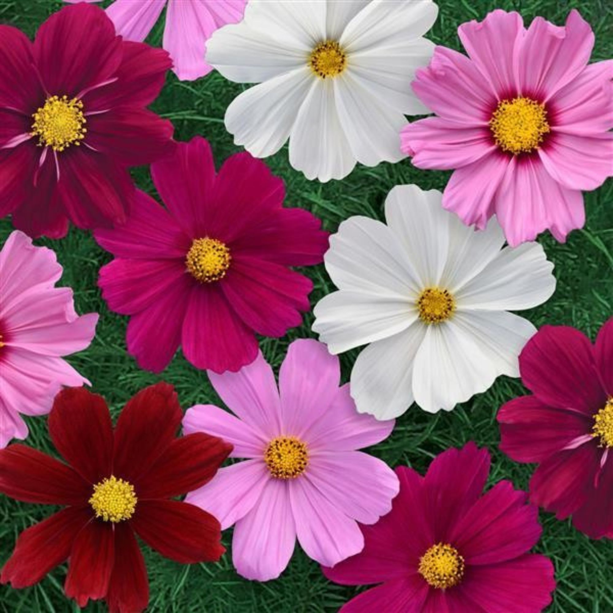 Cosmos Seeds - Sonata Mix - 100 Seeds - Flower Gardening - Cosmos bipinnatus - Buy Garden Seeds Online