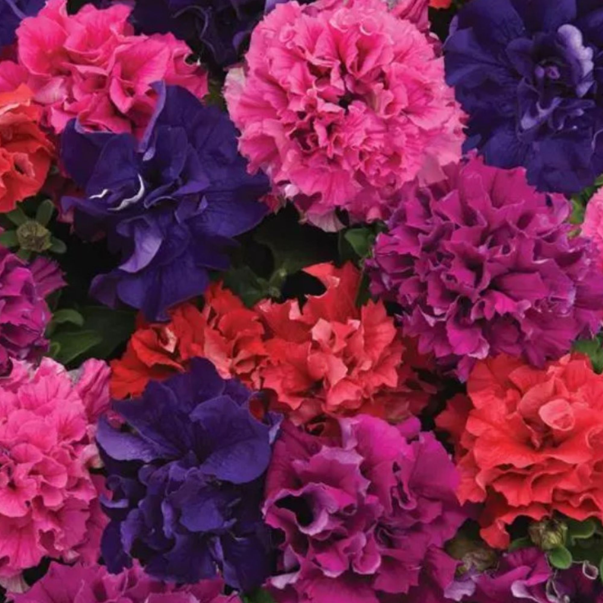 Seeds: Petunia - Double Cascade Flower Garden - Pelleted - Mix - 25 Seed Packet - Buy Petunia x hybrida Gardening Seeds Online