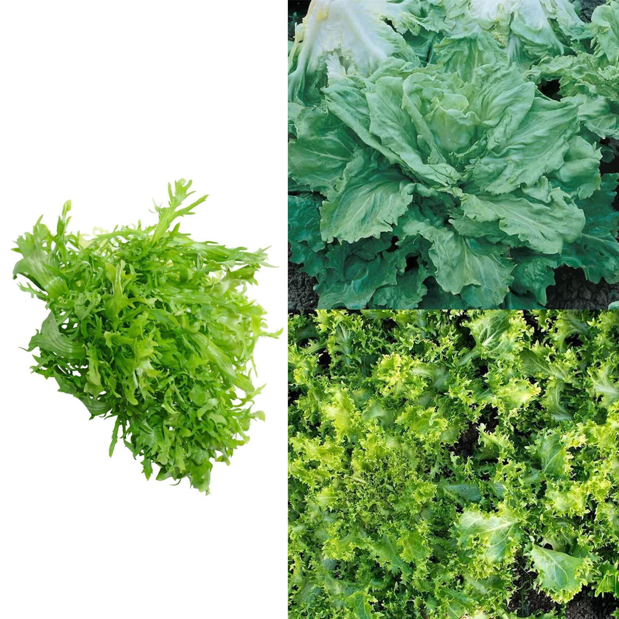 Endive Gourmet Mix - 1 Oz ~11,200 Seeds - Non-GMO, Heirloom, Colorful - Buy Non-GMO Cichorium endivia Farm & Gardening Seeds Onl