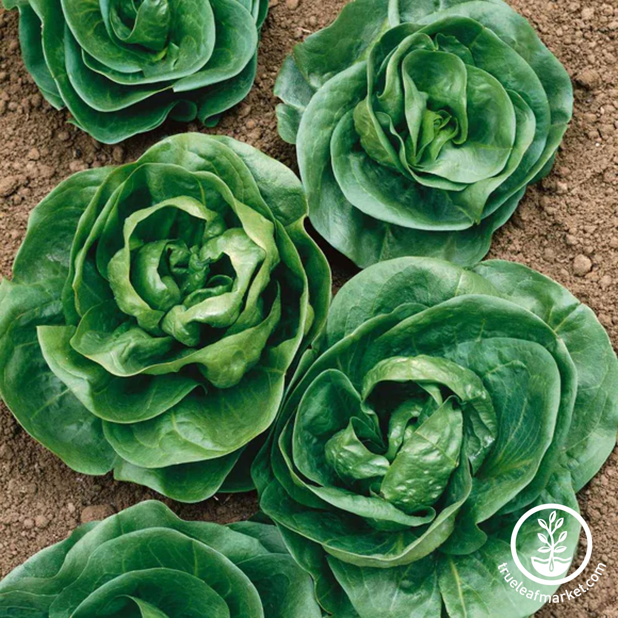 Endive Sugar Loaf Seeds - 1 Lb Bulk Whoesale ~179K Seeds - Non-GMO - Buy Non-GMO Cichorium endivia Farm & Gardening Seeds Online