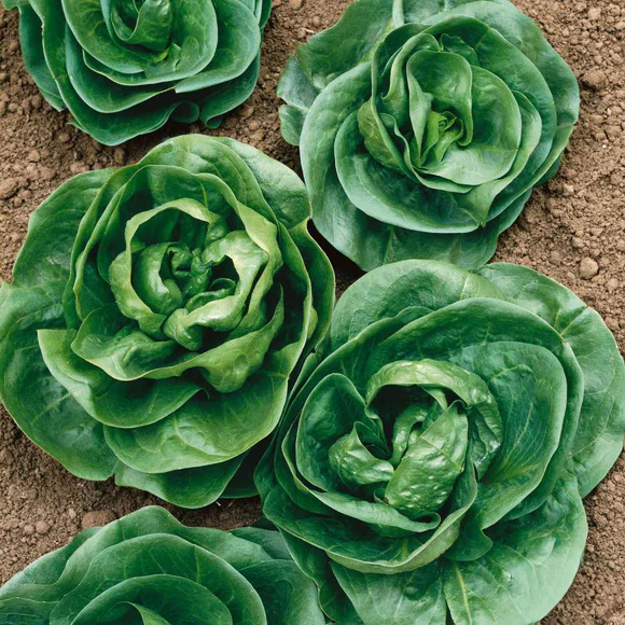 Endive Sugar Loaf - 2 G Packet ~800 Seeds - Non-GMO, Heirloom - Garden - Buy Non-GMO Cichorium endivia Farm & Gardening Seeds On