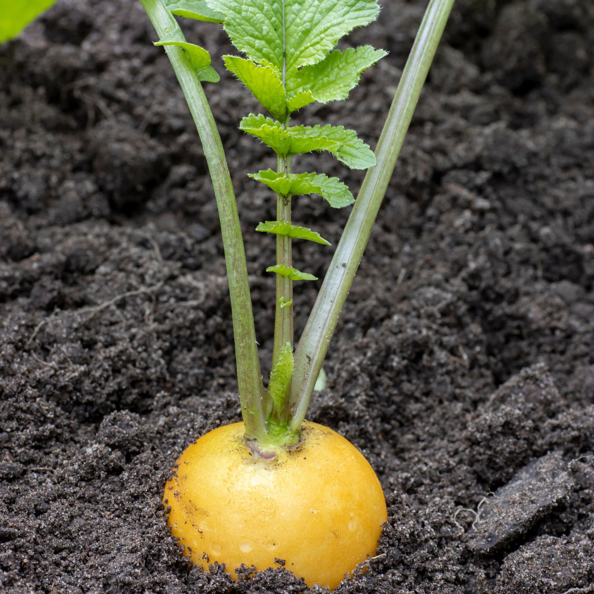 Golden Helios Radish Seeds - 1 Lb - Gardening & Microgreens