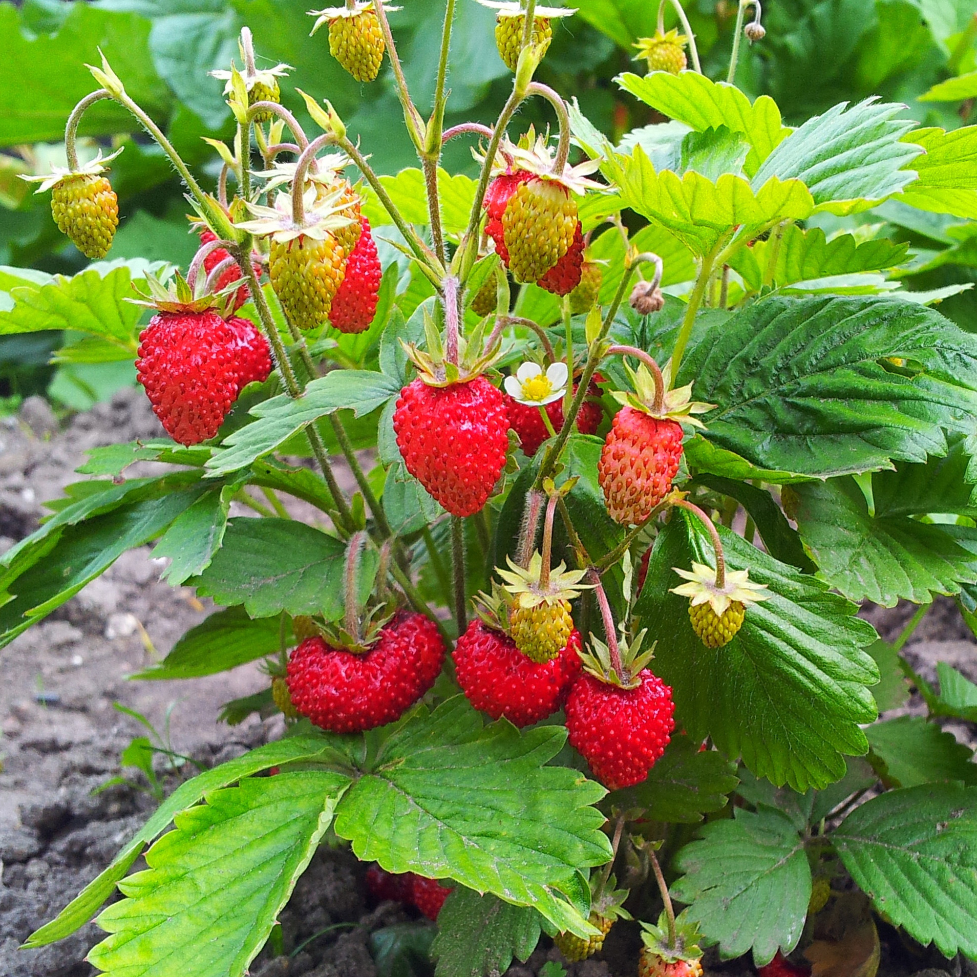 Mignonette Strawberry - 500 Seed Packet - Heirloom Fruit Seeds - Buy Non-GMO Fragaria vesca Farm & Gardening Seeds Online