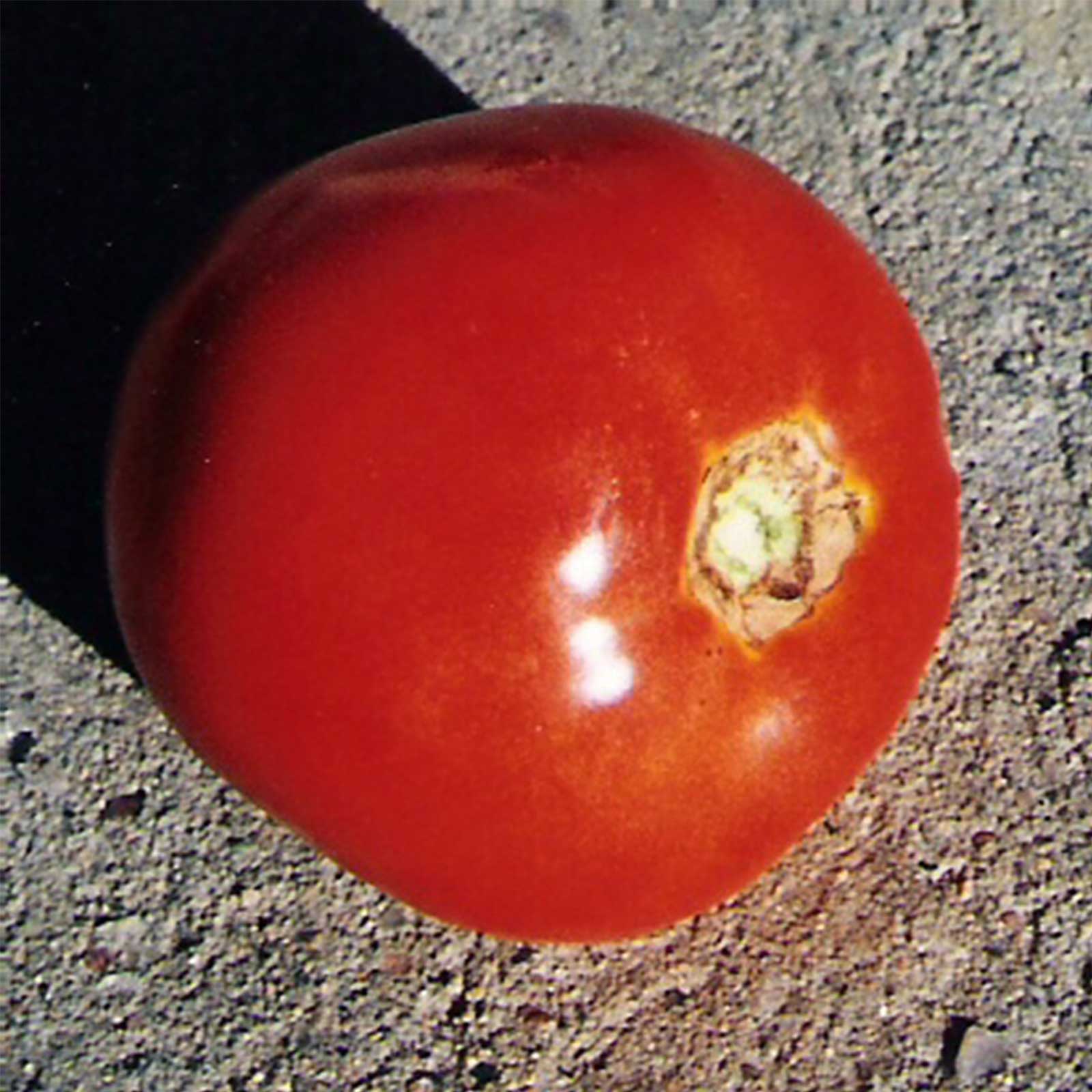 Tomato - Thessaloniki - 1 g Packet ~250 Seeds - Heirloom Garden - Buy Non-GMO Solanum lycopersicum Farm & Gardening Seeds Online