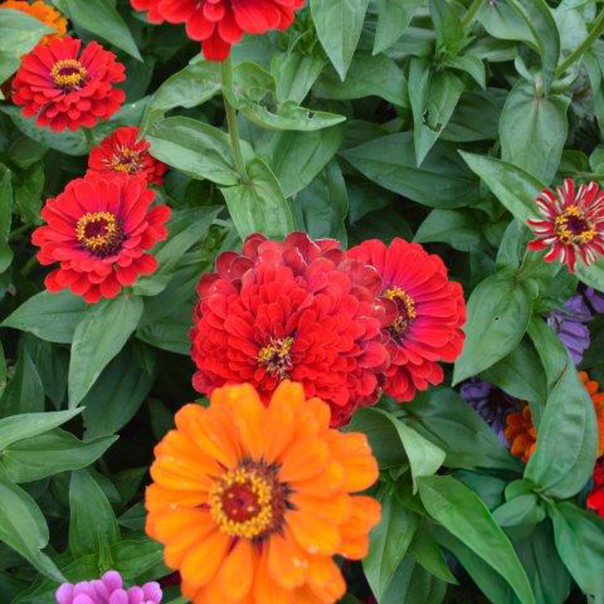 Organic California Giants Zinnia Seeds - 2 g Packet - Flower Gardening