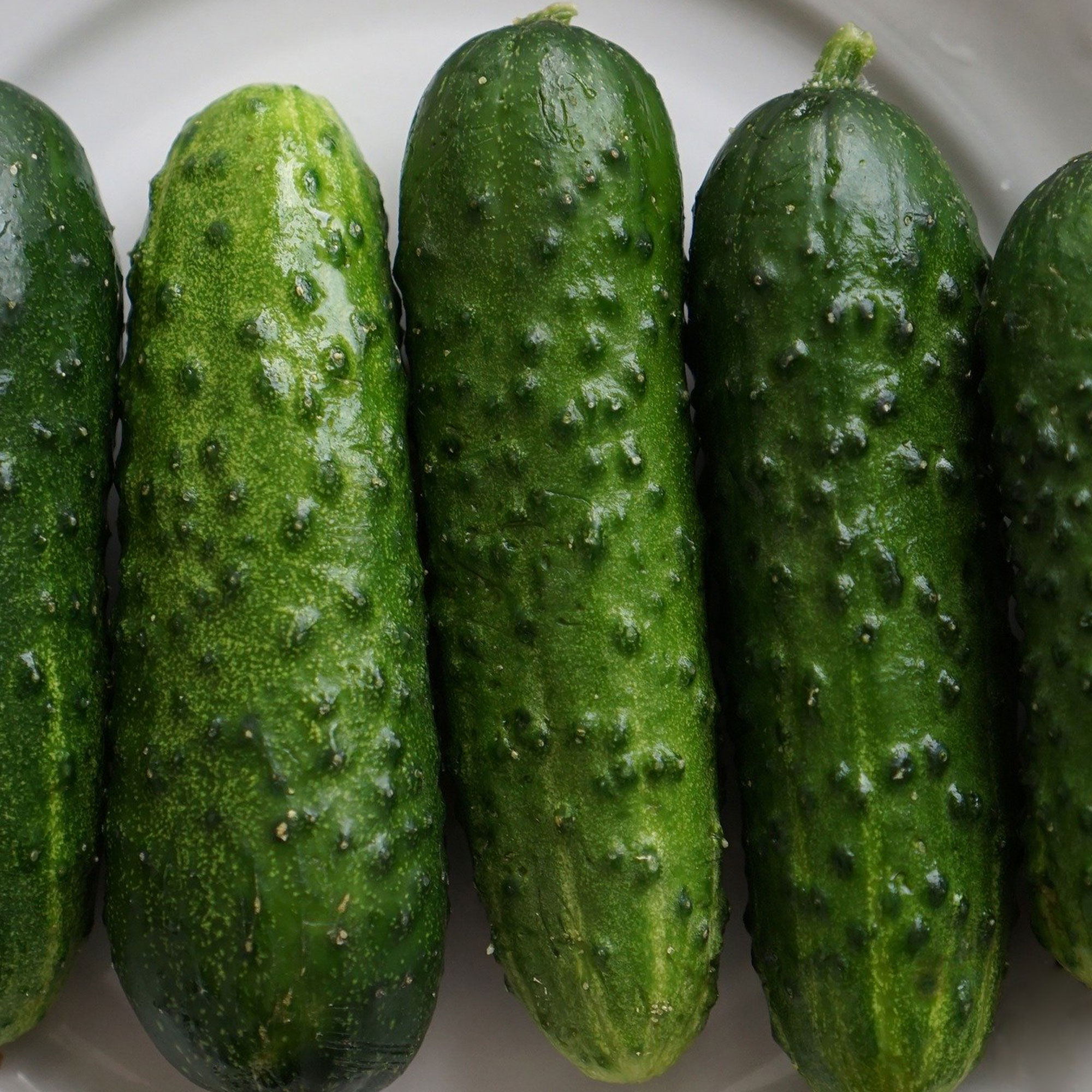Cucumber - Pioneer F1 - 3 g Packet ~90 Seeds - Hybrid Garden Vegetable - Buy Non-GMO Cucumis sativus Farm & Gardening Seeds Onli