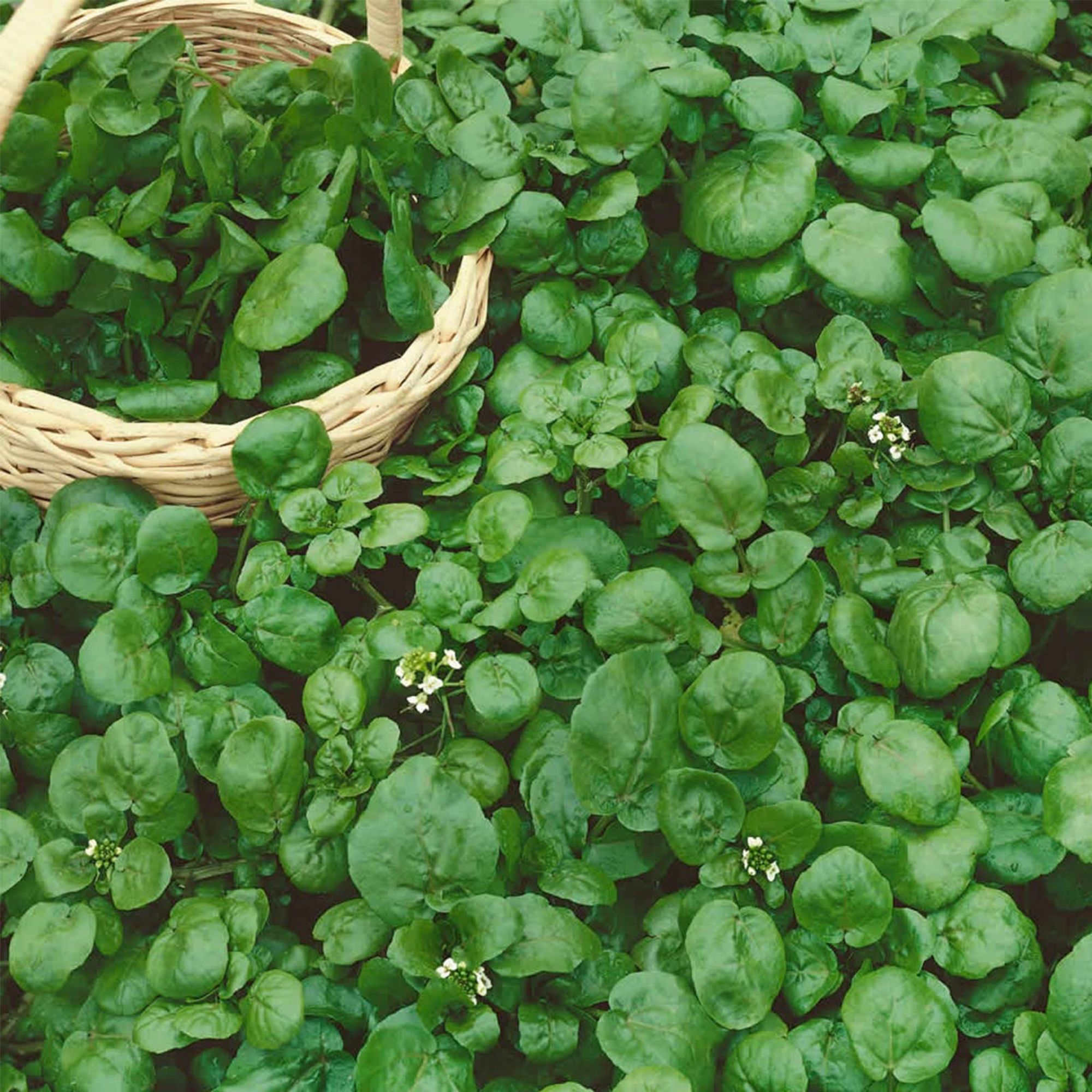 Seeds: Watercress Garden - 1 Oz- Non-GMO Heirloom Vegetable - Buy Non-GMO Nasturtium officinale Farm & Gardening Seeds Online