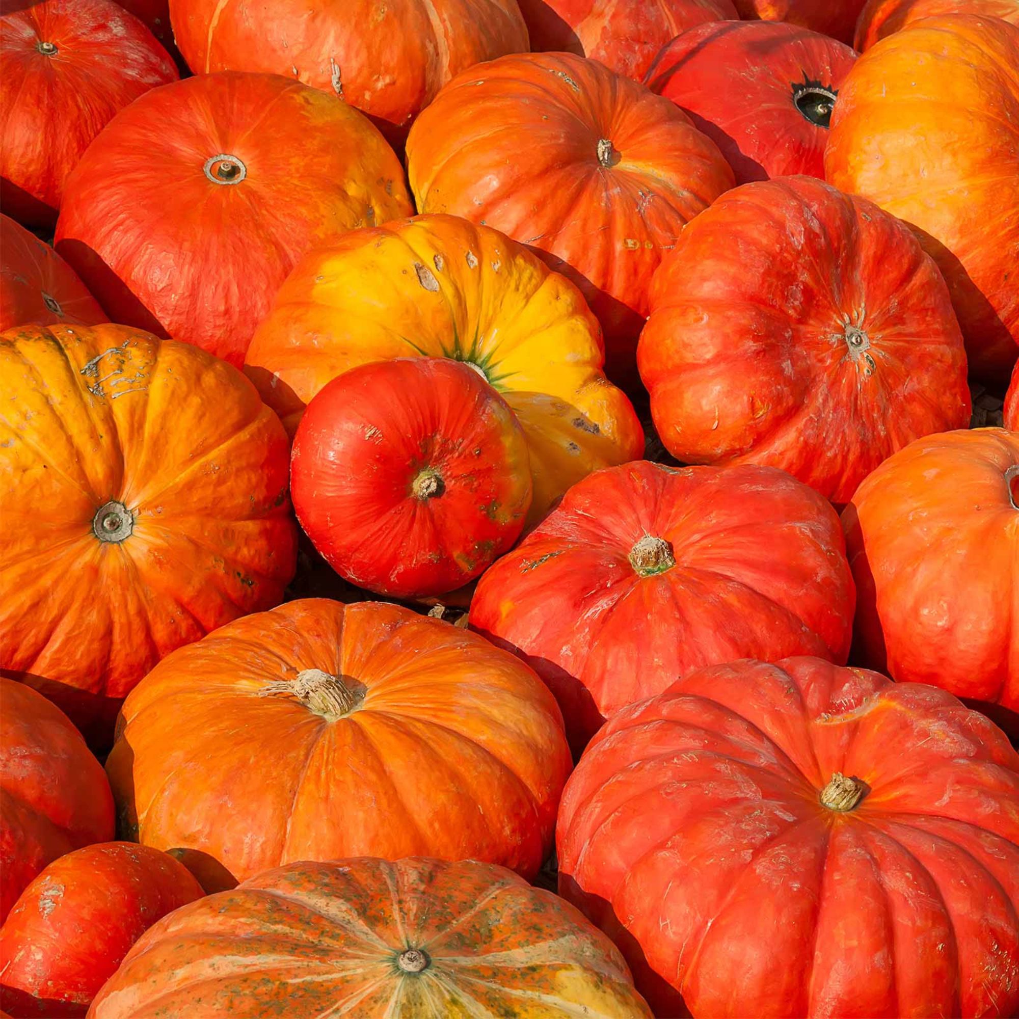 Seeds: Cinderella Pumpkin Garden - 4 Oz- French Heirloom Non-GMO - Buy Non-GMO Cucurbita maxima Farm & Gardening Seeds Online