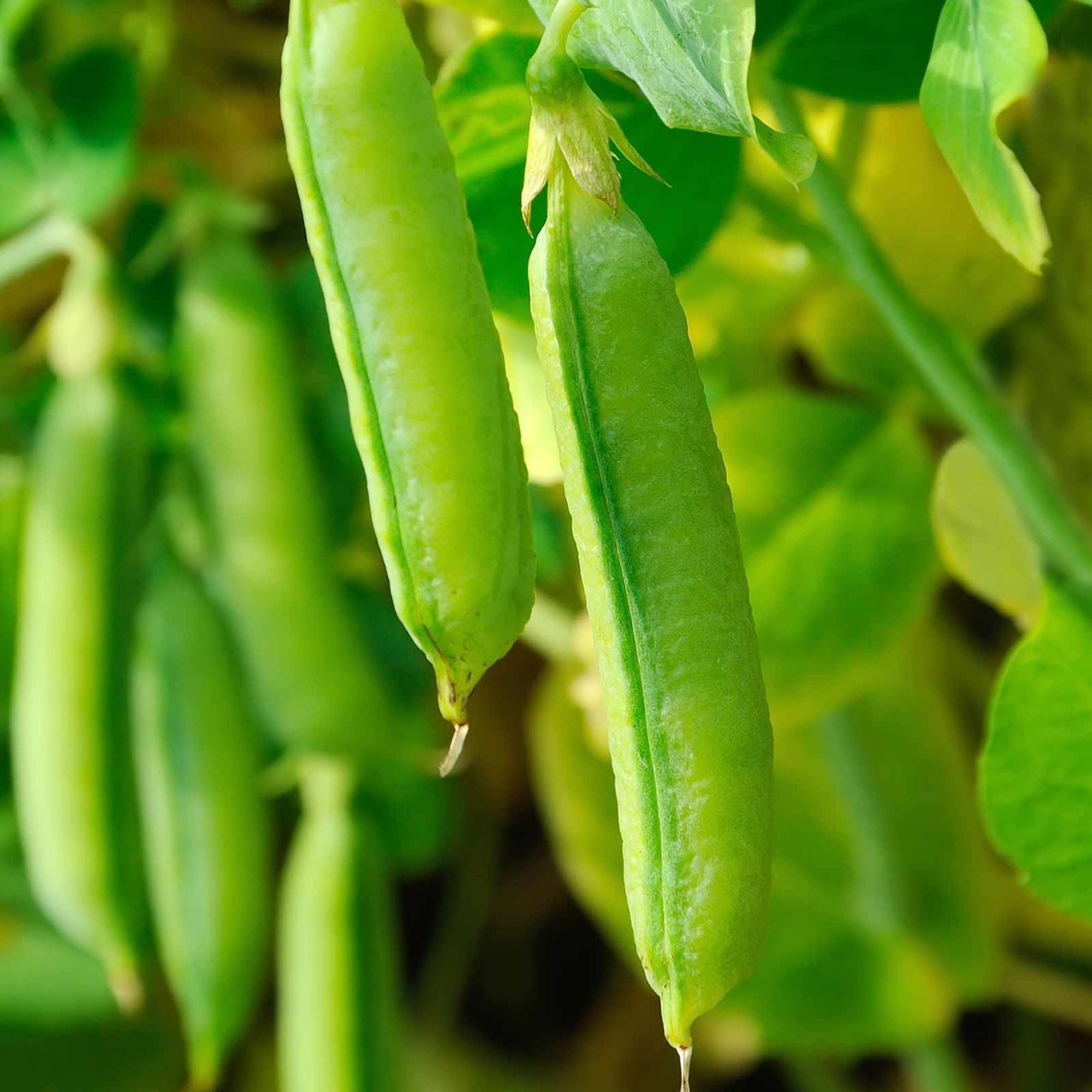 Seeds: Sugar Snap Pea Garden (Treated) - 1 Lbs - Non-GMO Heirloom - Buy Non-GMO Pisum sativum Farm & Gardening Seeds Online