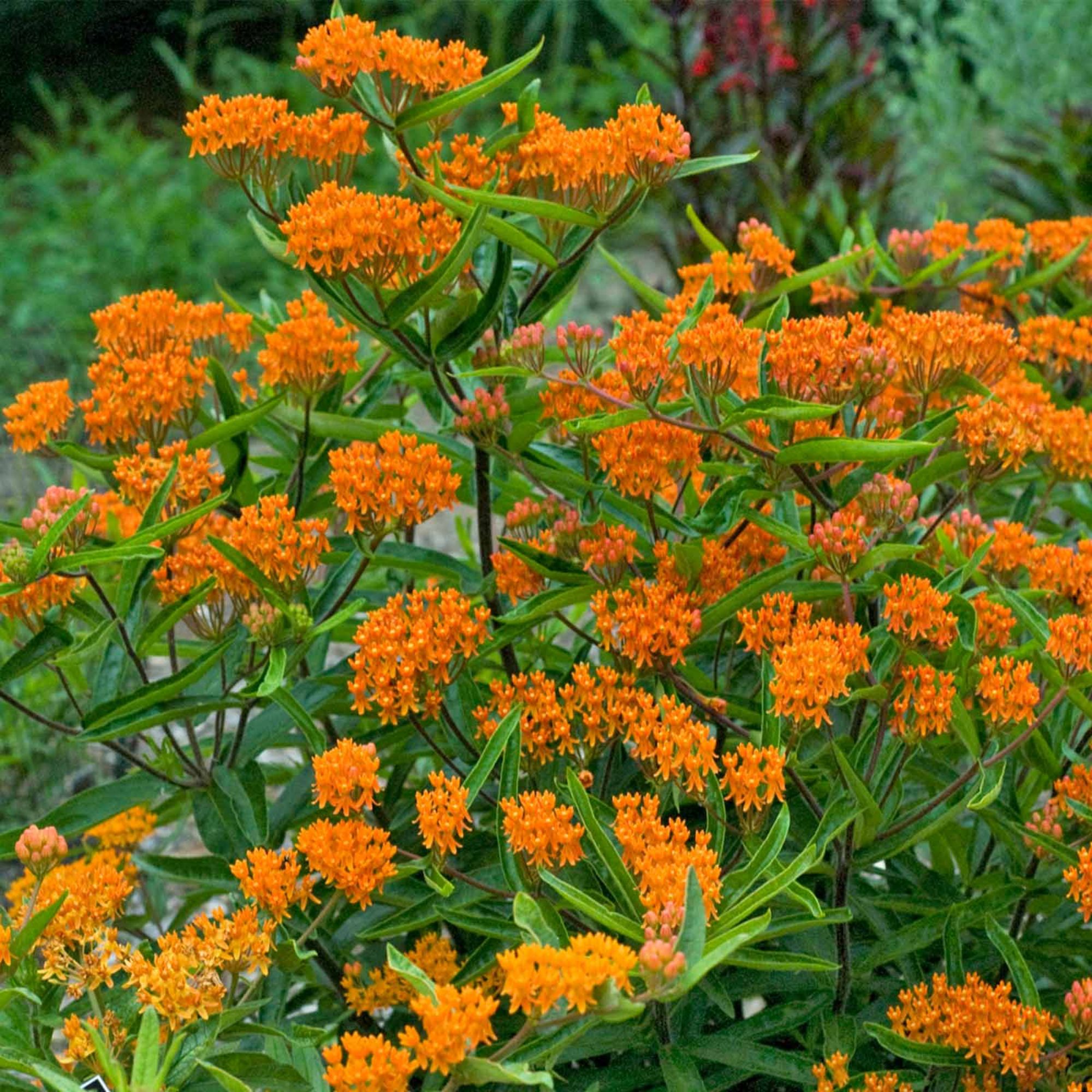 Asclepias - Butterfly Milkweed - 1 Oz ~4000 Seeds - Flower Garden - Perennial - Buy Non-GMO Asclepias tuberosa Farm & Gardening 
