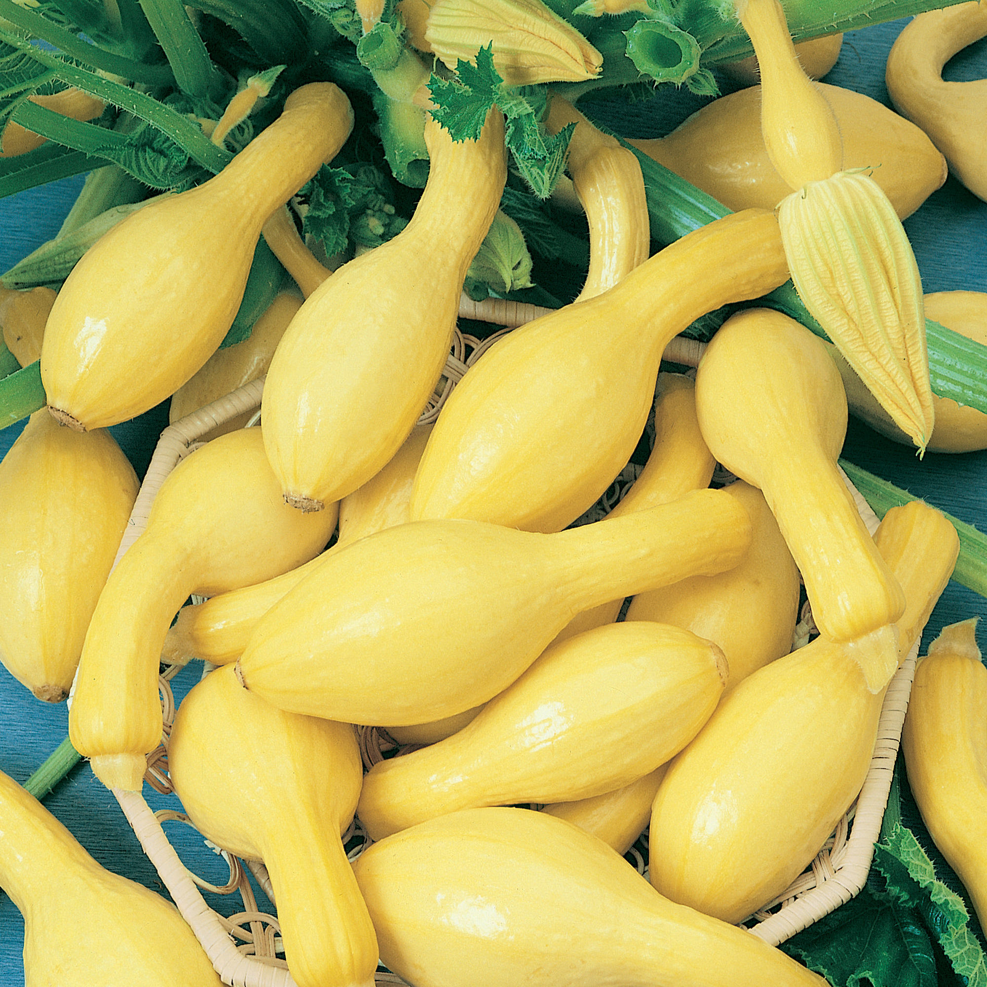 Summerpac F1 Hybrid Squash Seeds - 5 Lb Bulk - Farm & Garden