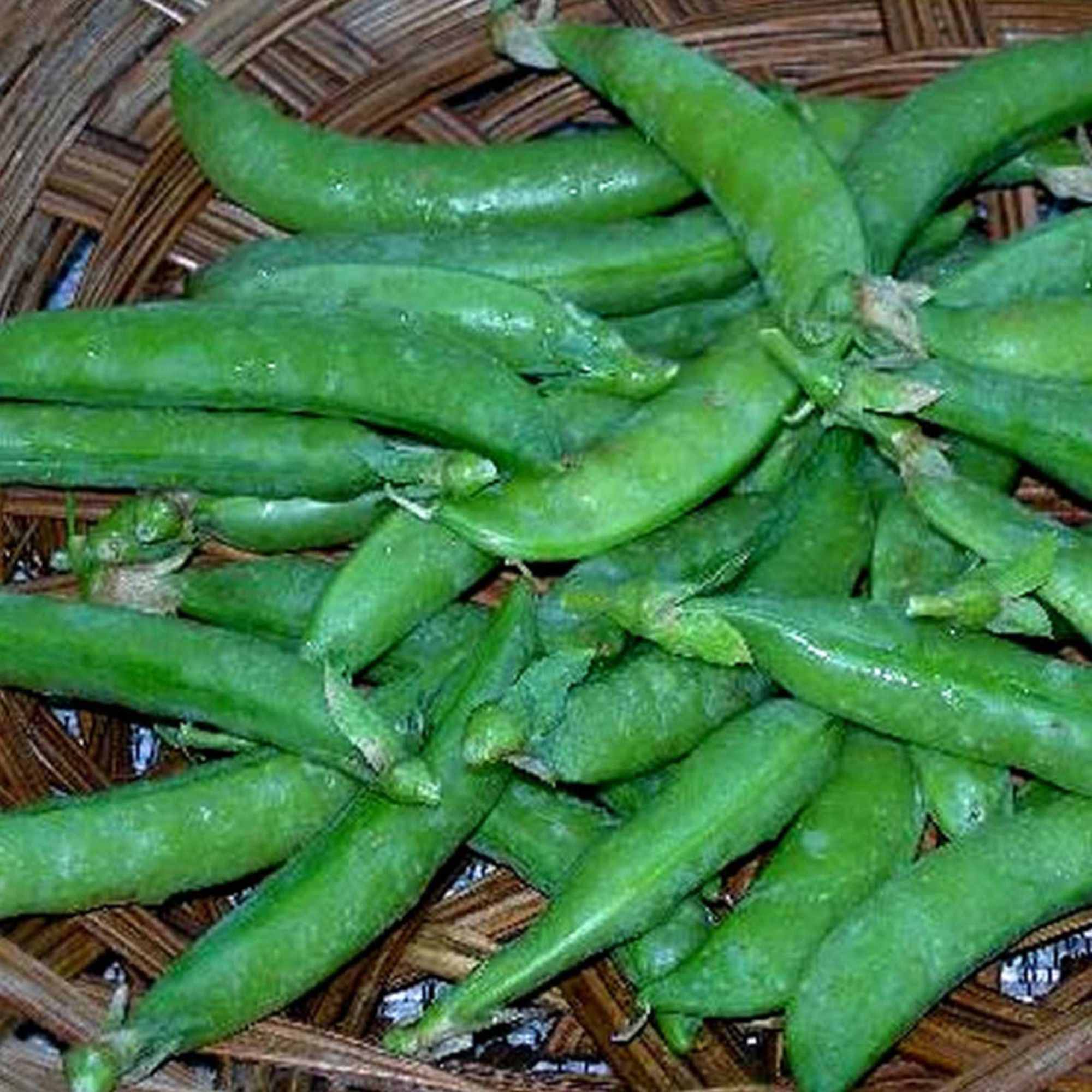Seeds: Sugar Daddy Snap Pea Garden - 1 Lb- Non-GMO Heirloom Vegetable - Buy Non-GMO Pisum sativum Farm & Gardening Seeds Online