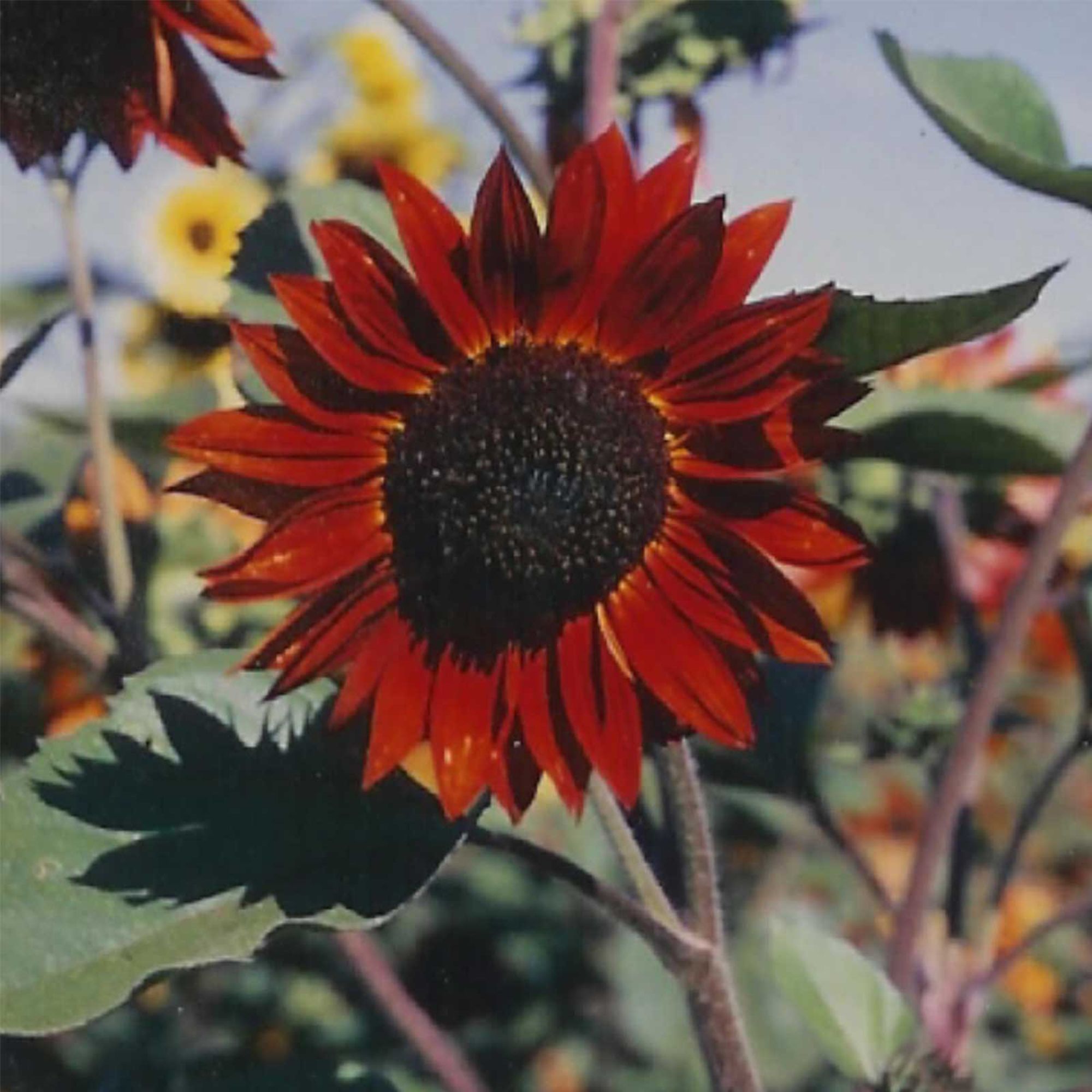 Seeds: Sunflower Flower Garden - Velvet Queen - 4 Oz- Wildflower - Buy Non-GMO Helianthus annuus Farm & Gardening Seeds Online
