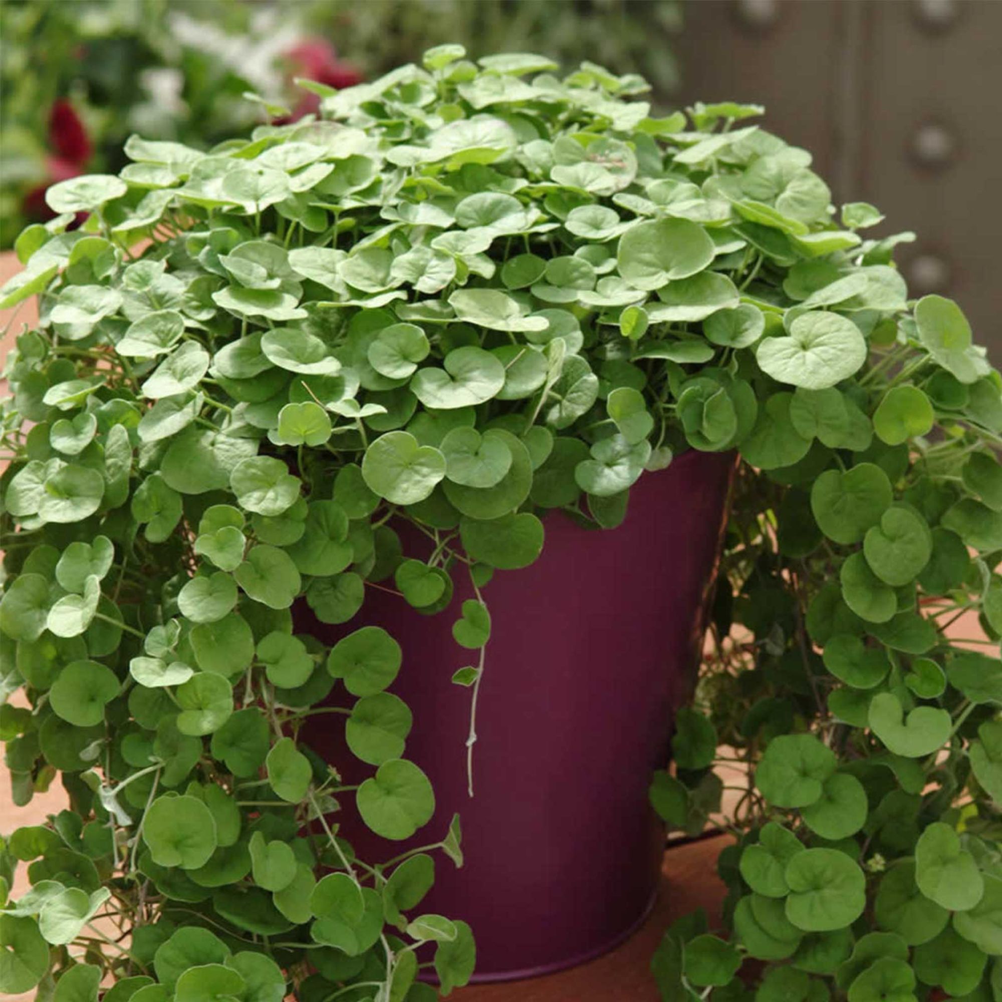 Seeds: Emerald Falls Dichondra House Plant -100 Seed-Annual Ornamental - Buy Non-GMO Dichondra repens Farm & Gardening Seeds Onl