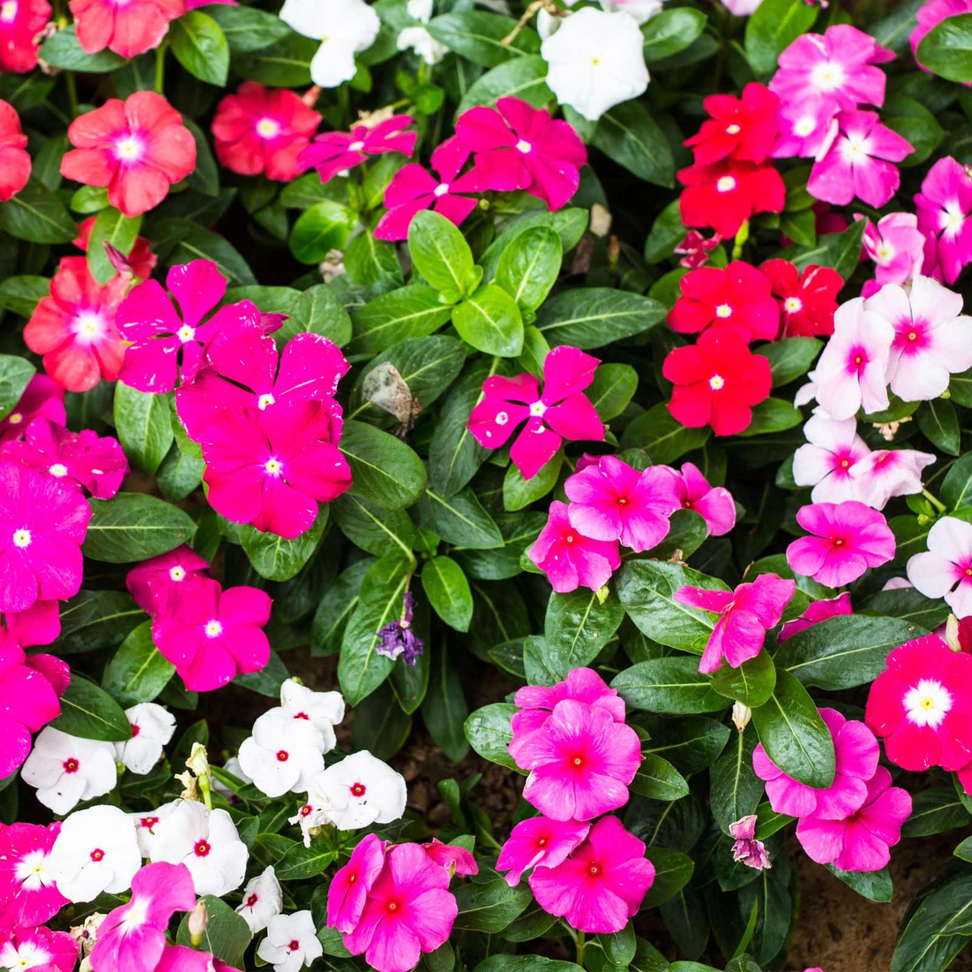 Seeds: Vinca Flower Garden -Pacifica XP -Color Mix -1000 Seeds -Annual - Buy Non-GMO Catharanthus roseus Farm & Gardening Seeds 