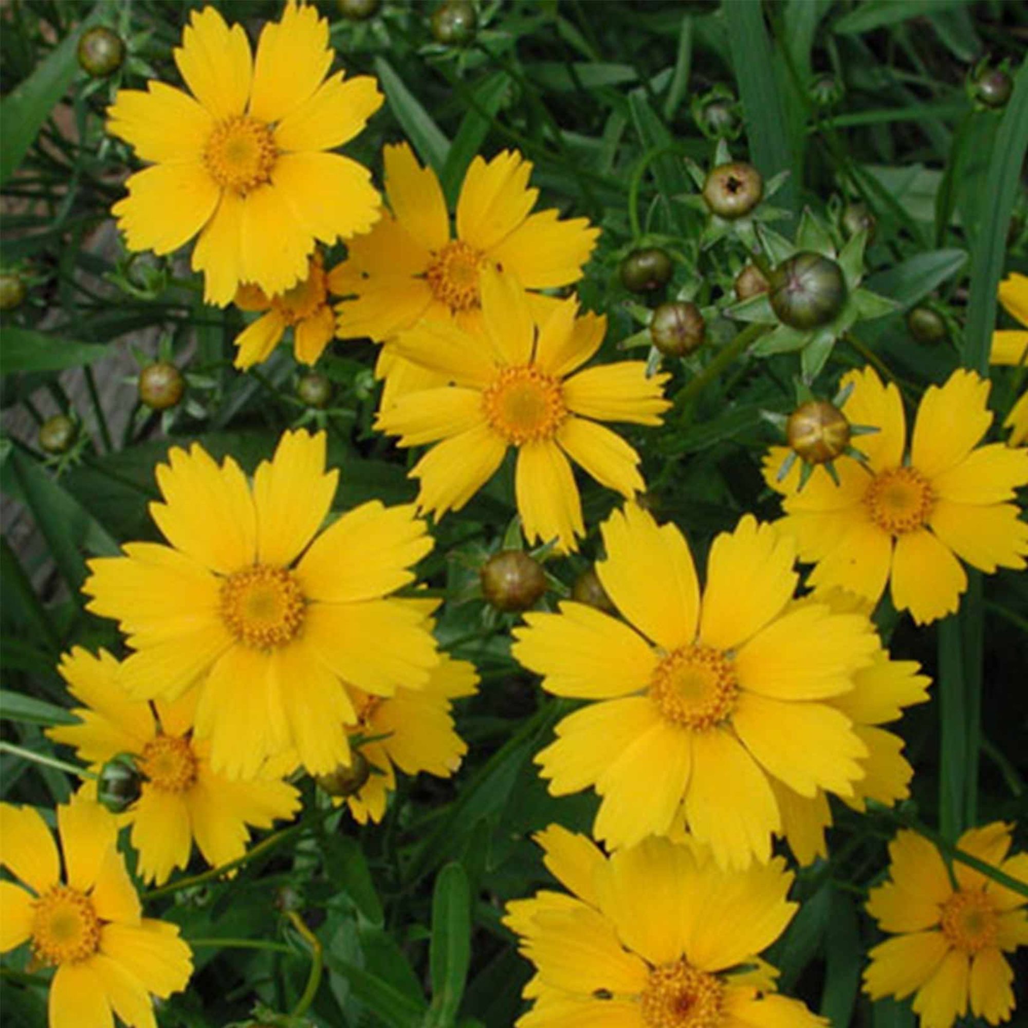 Seeds: Lanceleaf Coreopsis Flower Garden - 4 Oz- Perennial Gardening - Buy Non-GMO Coreopsis lanceolata Farm & Gardening Seeds O