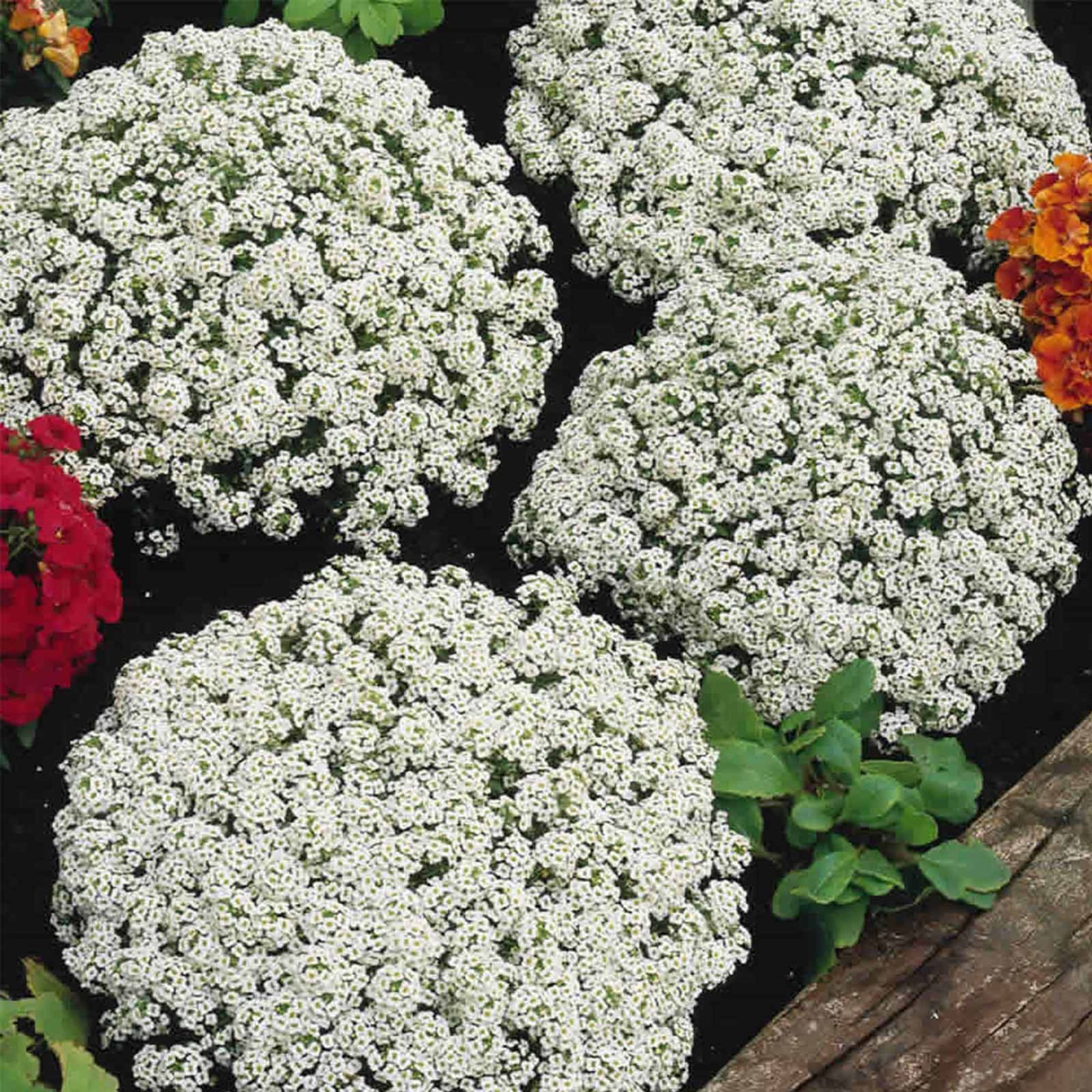 Alyssum Snow Crystals Flower Garden - Packet ~100 Seeds - Gardening - Buy Non-GMO Lobularia maritima Farm & Gardening Seeds Onli