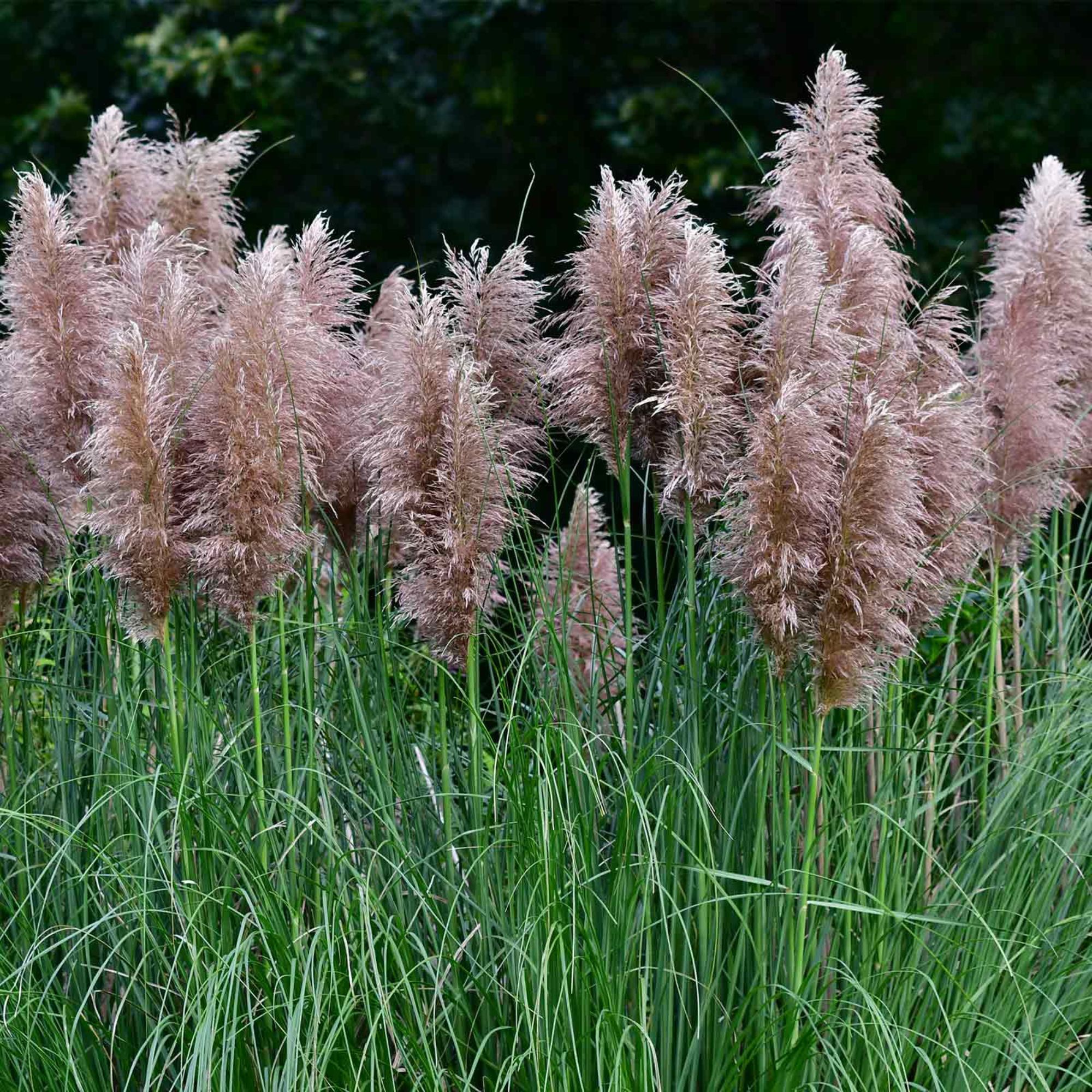 Seeds: Pampas Grass - Rosea Pink - 1000 Seeds - Decorative Ornamental - Buy Non-GMO Cortaderia selloana rosea Farm & Gardening S