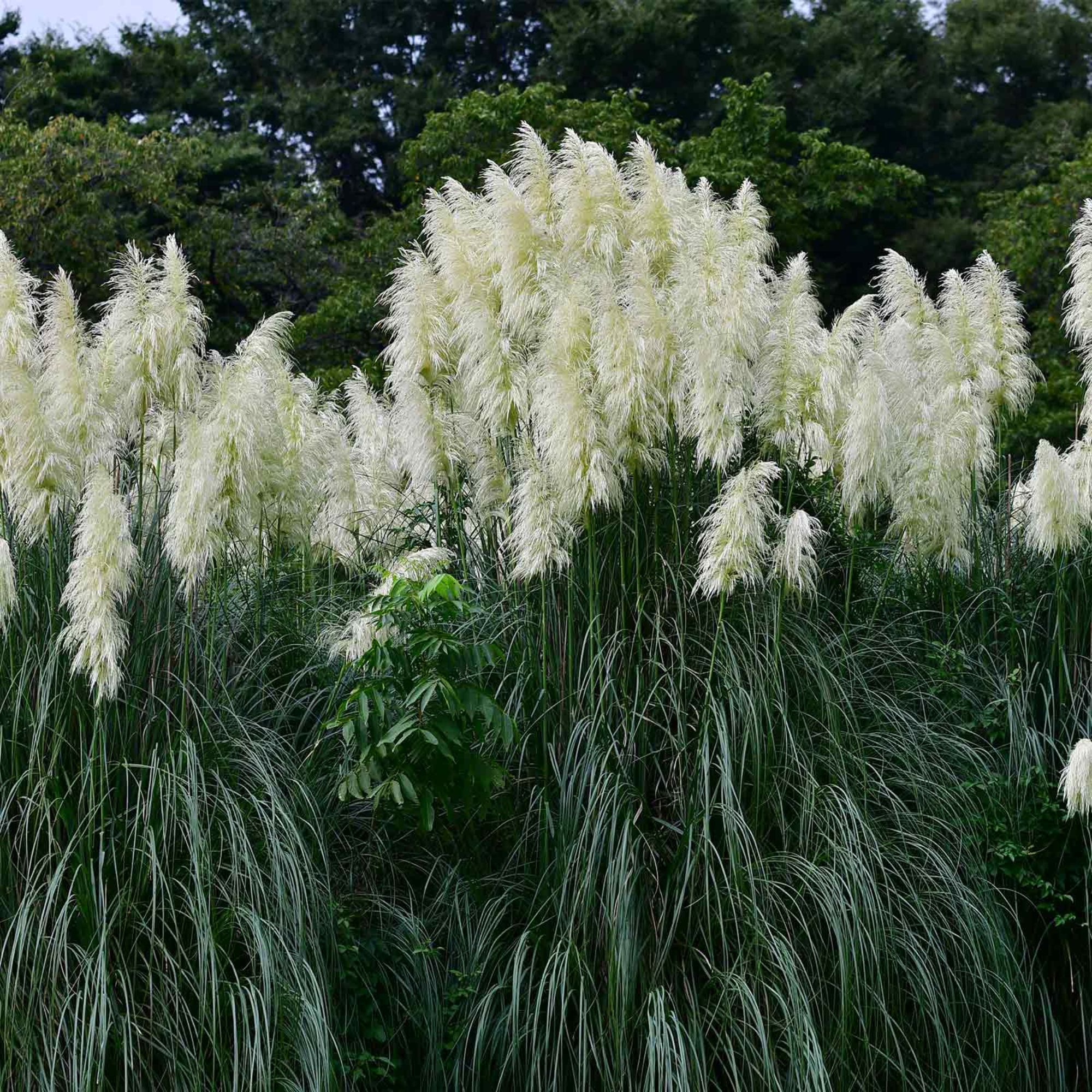 Seeds: Pampas Grass - Argentea White -1000 Seed -Decorative Ornamental - Buy Non-GMO Cortaderia selloana argentea Farm & Gardeni