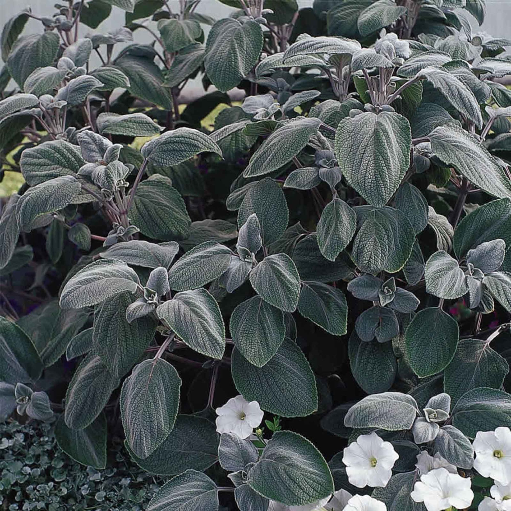 Seeds: Plectranthus - Silver Shield Flower - 100 Seeds -Annual Garden - Buy Non-GMO Plectranthus argentatus Farm & Gardening See