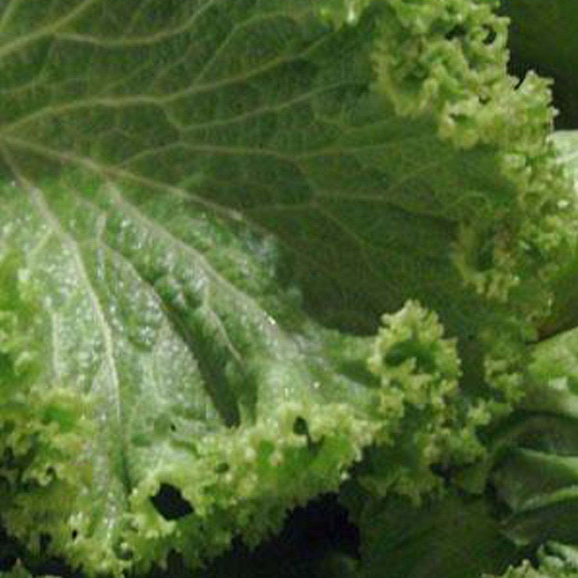 Old Fashioned Mustard Seeds - 2 g ~600, Vegetable & Culinary Herb Seed - Buy Non-GMO, Open Pollinated Seeds Online - Best Se