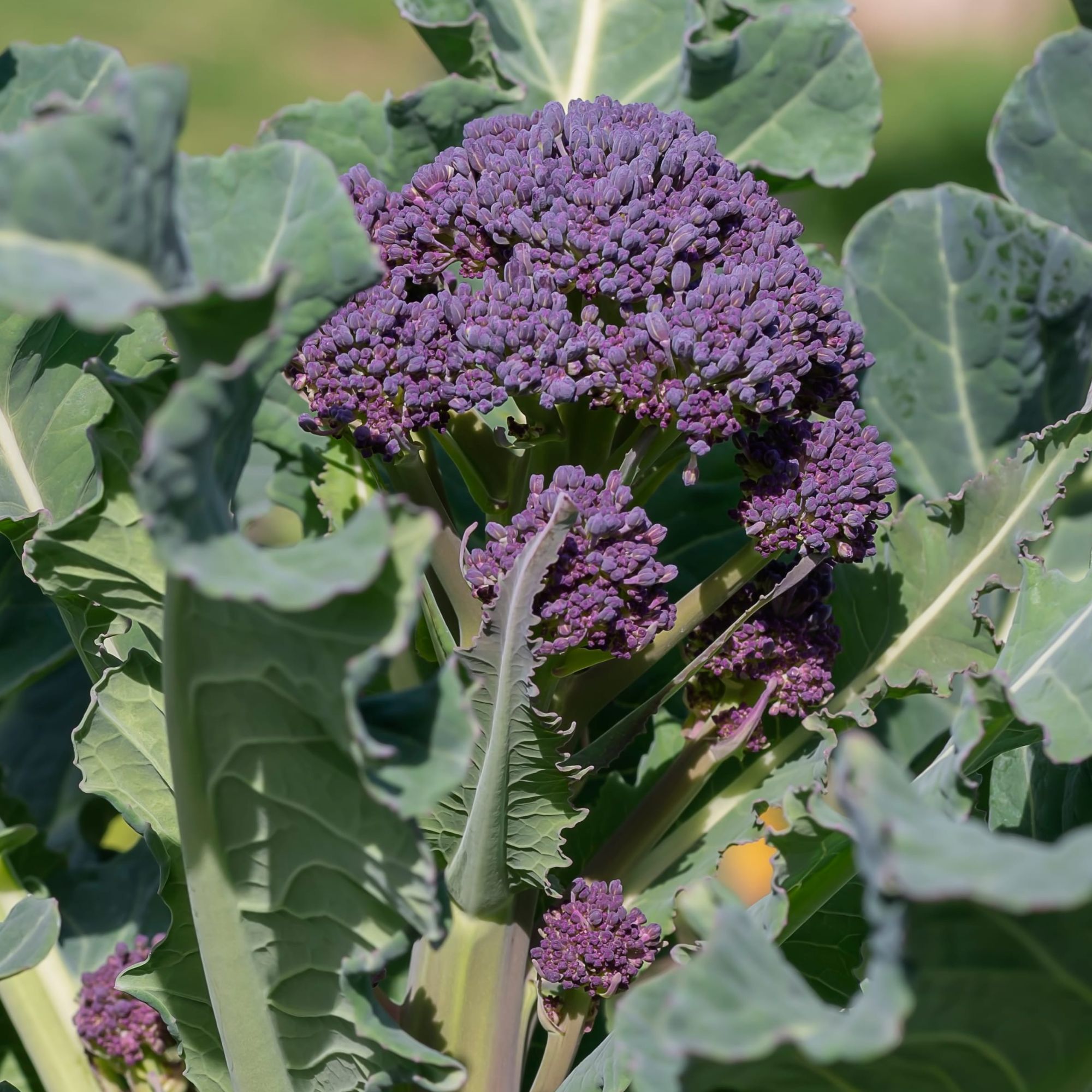 Early Purple Sprouting Broccoli - 5 Lb ~720,000 Seeds - Heirloom, Farm - Buy Non-GMO Brassica oleracea var. italica Farm & Garde